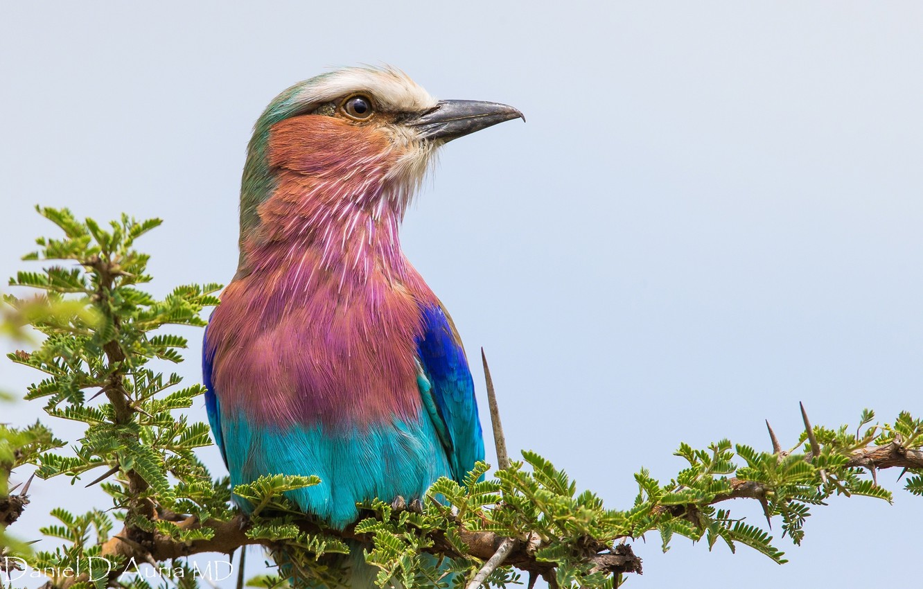 Lilac-Breasted Roller Wallpapers