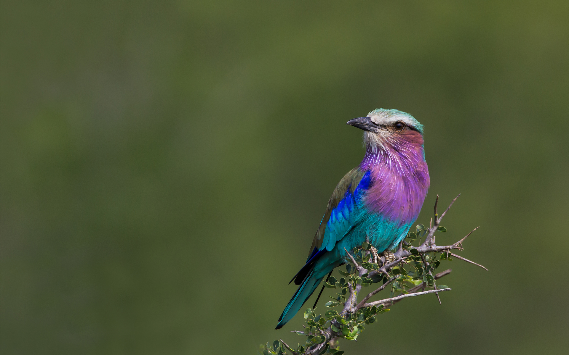 Lilac-Breasted Roller Wallpapers