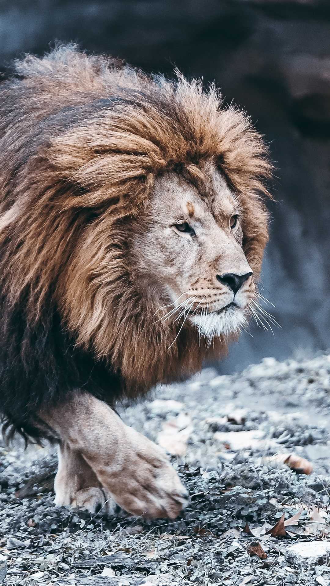 Lion Wallpapers