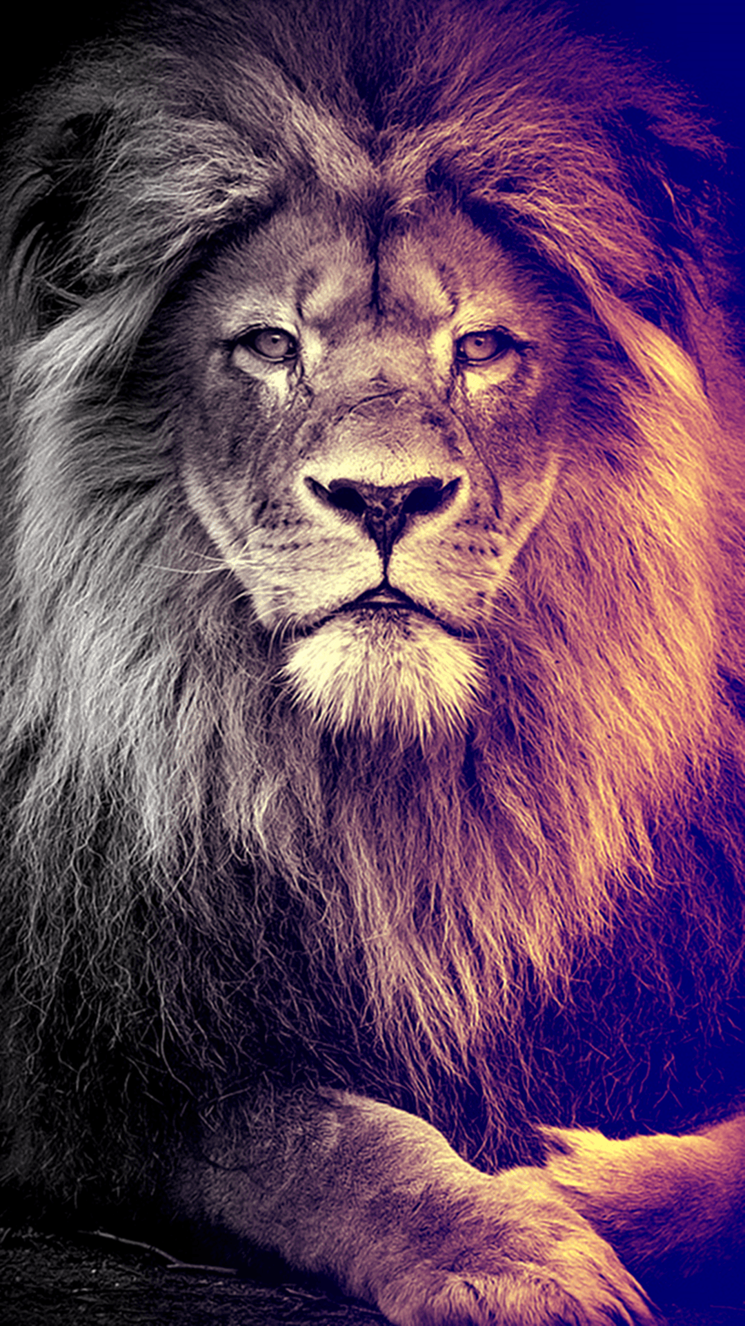 Lion Wallpapers