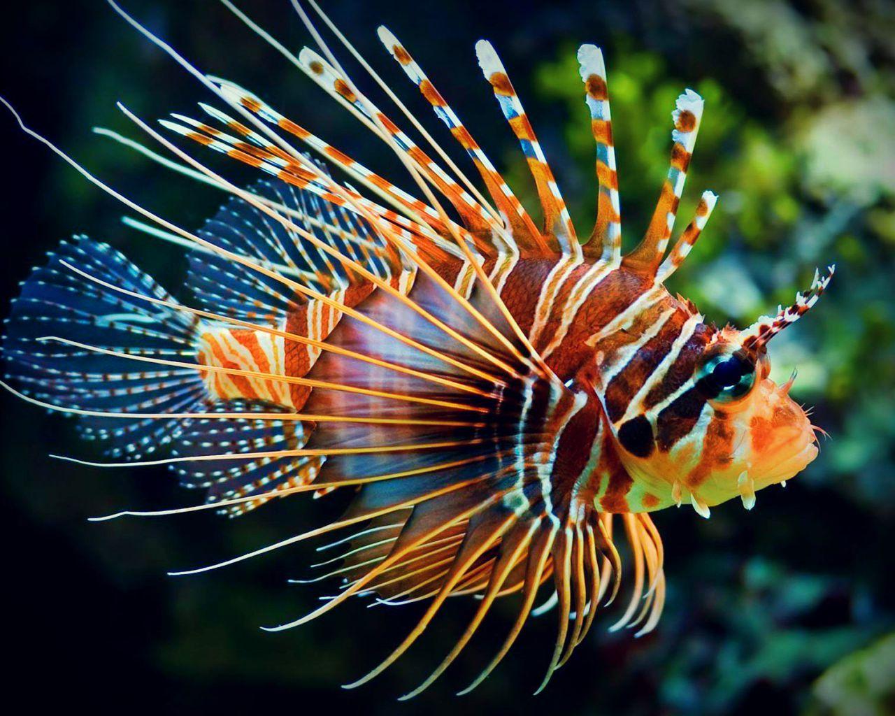 Lionfish Wallpapers