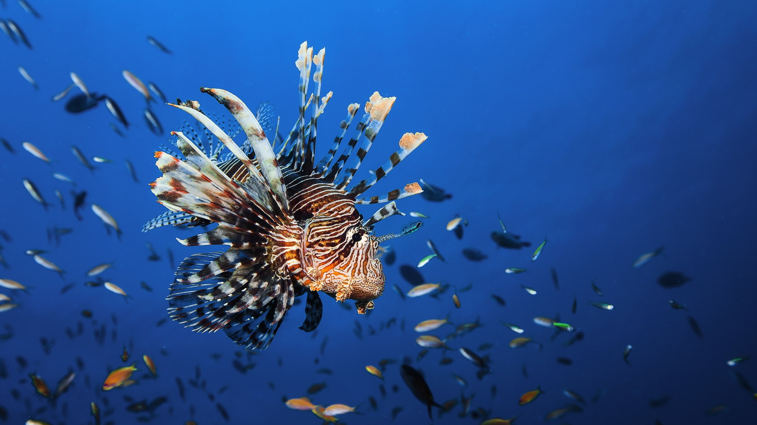 Lionfish Wallpapers