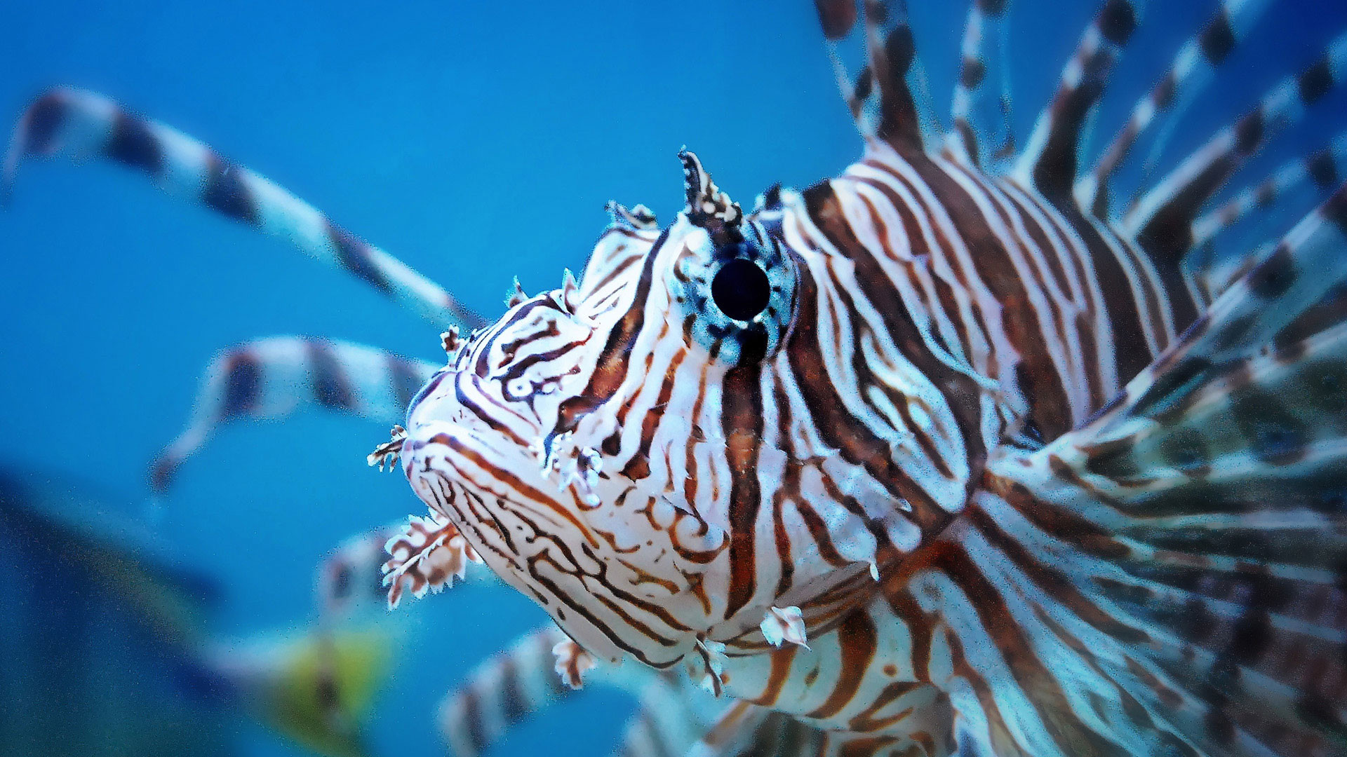 Lionfish Wallpapers