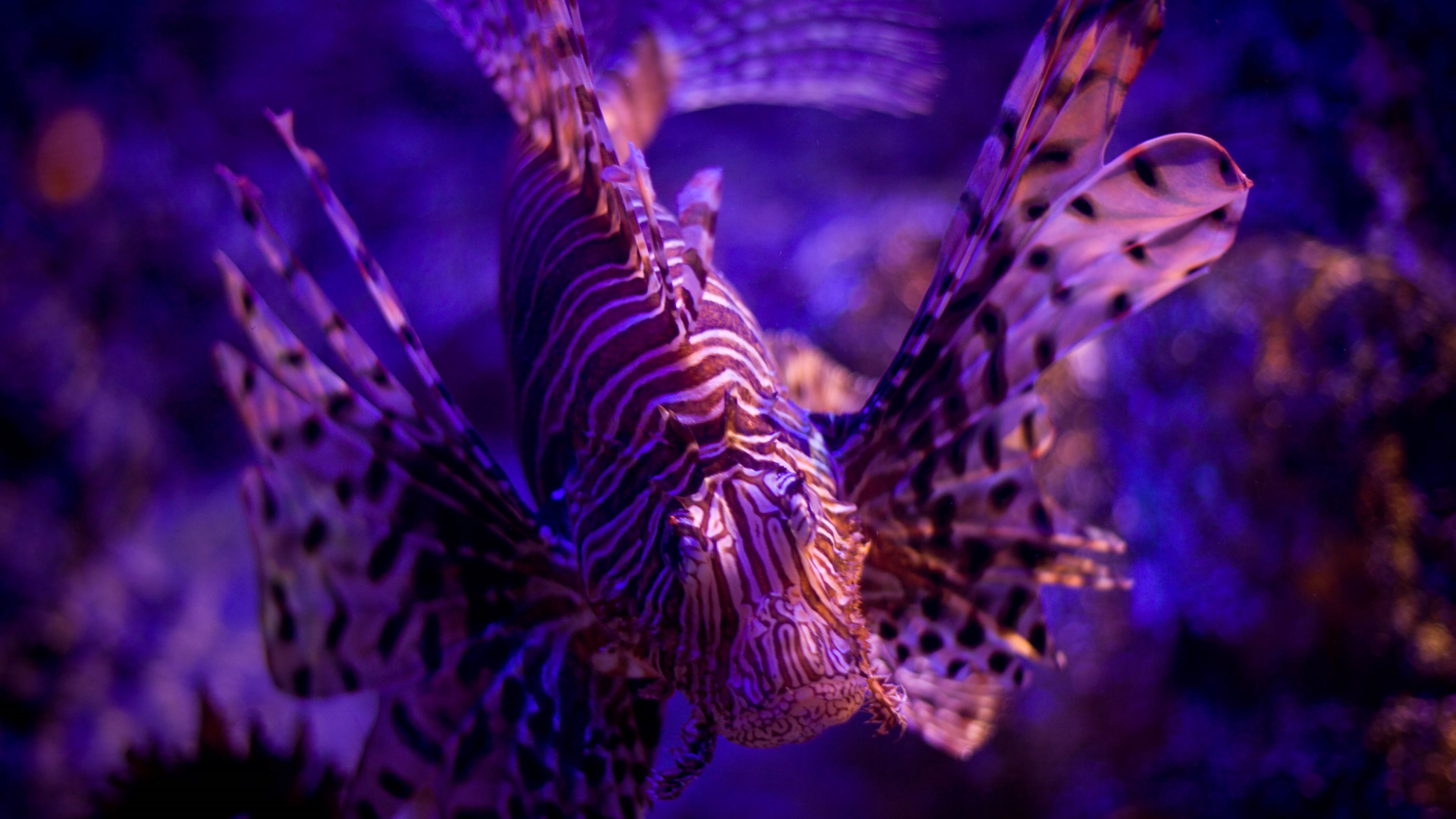 Lionfish Wallpapers