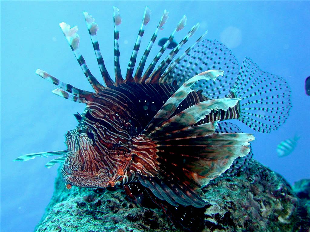 Lionfish Wallpapers