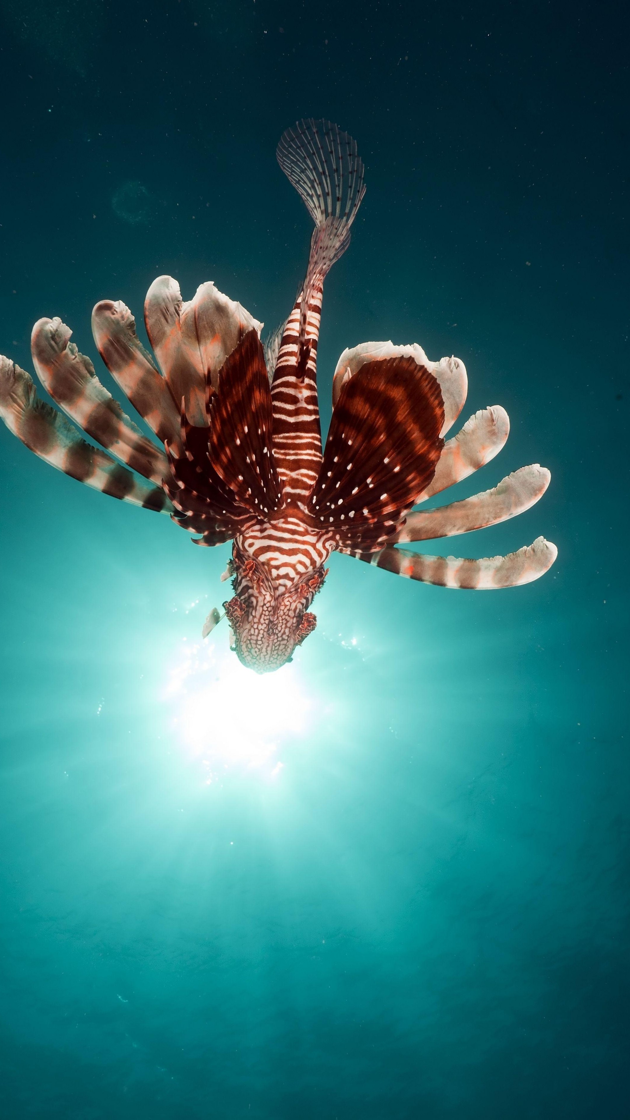 Lionfish Wallpapers