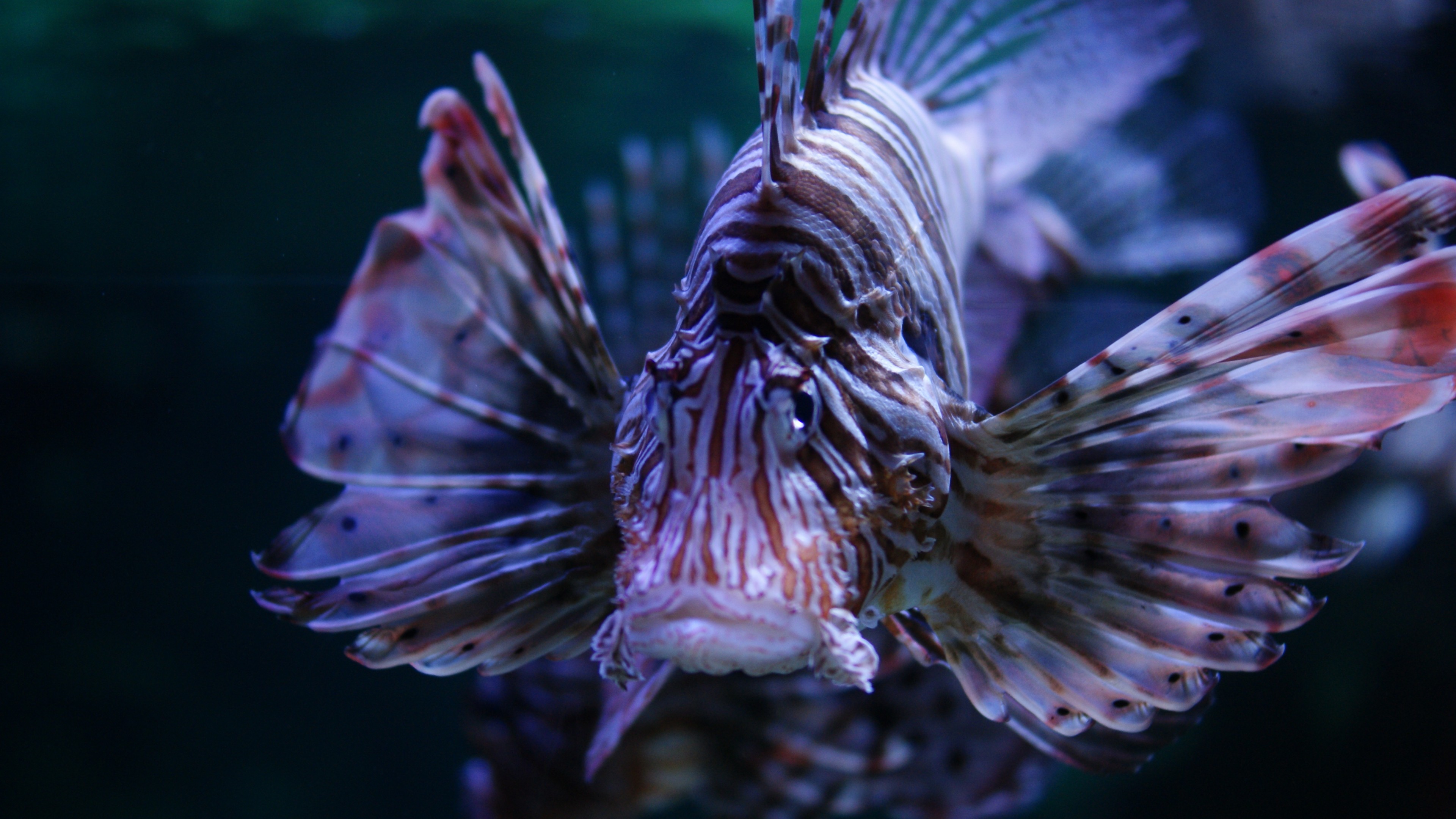 Lionfish Wallpapers