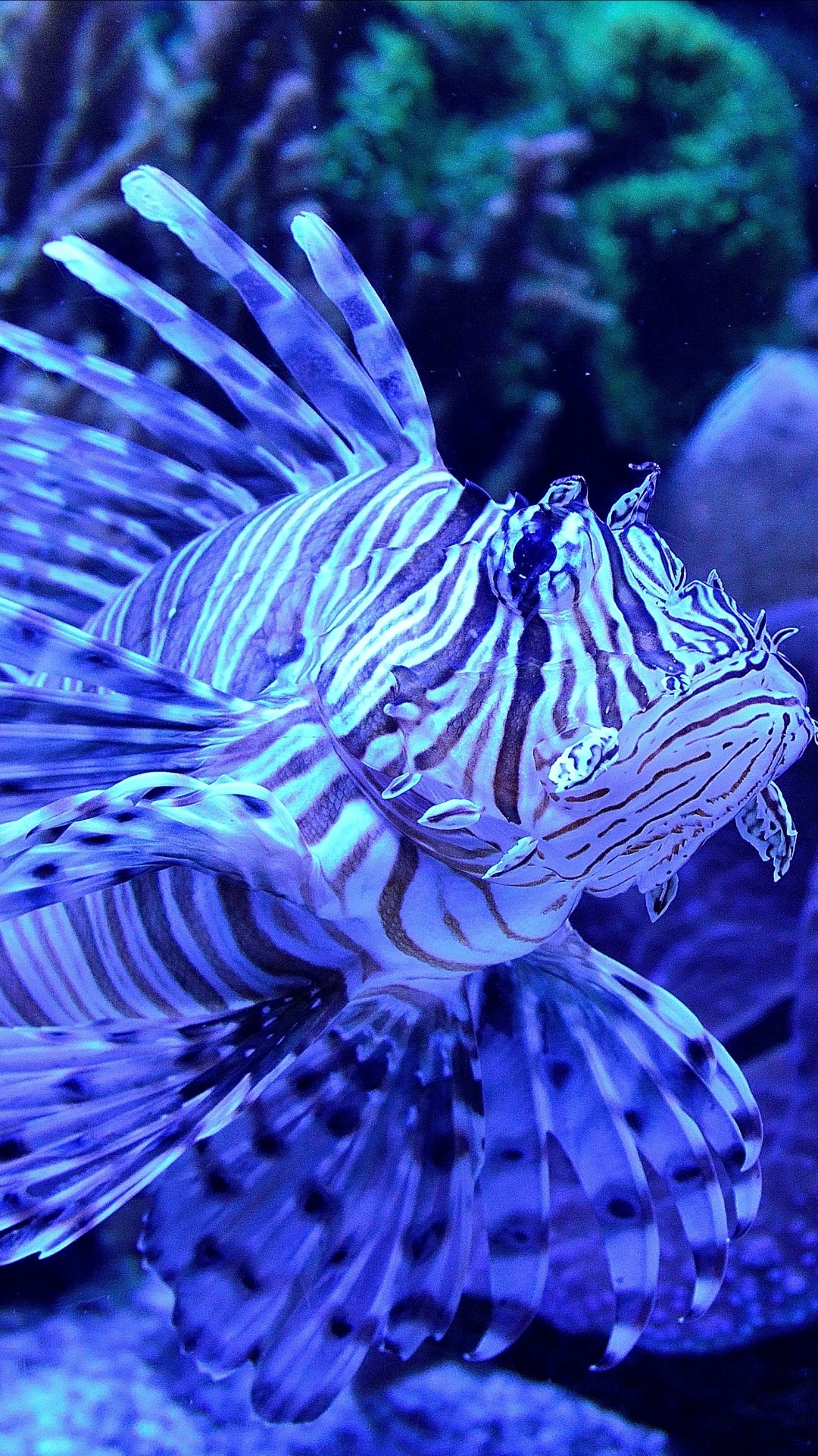 Lionfish Wallpapers