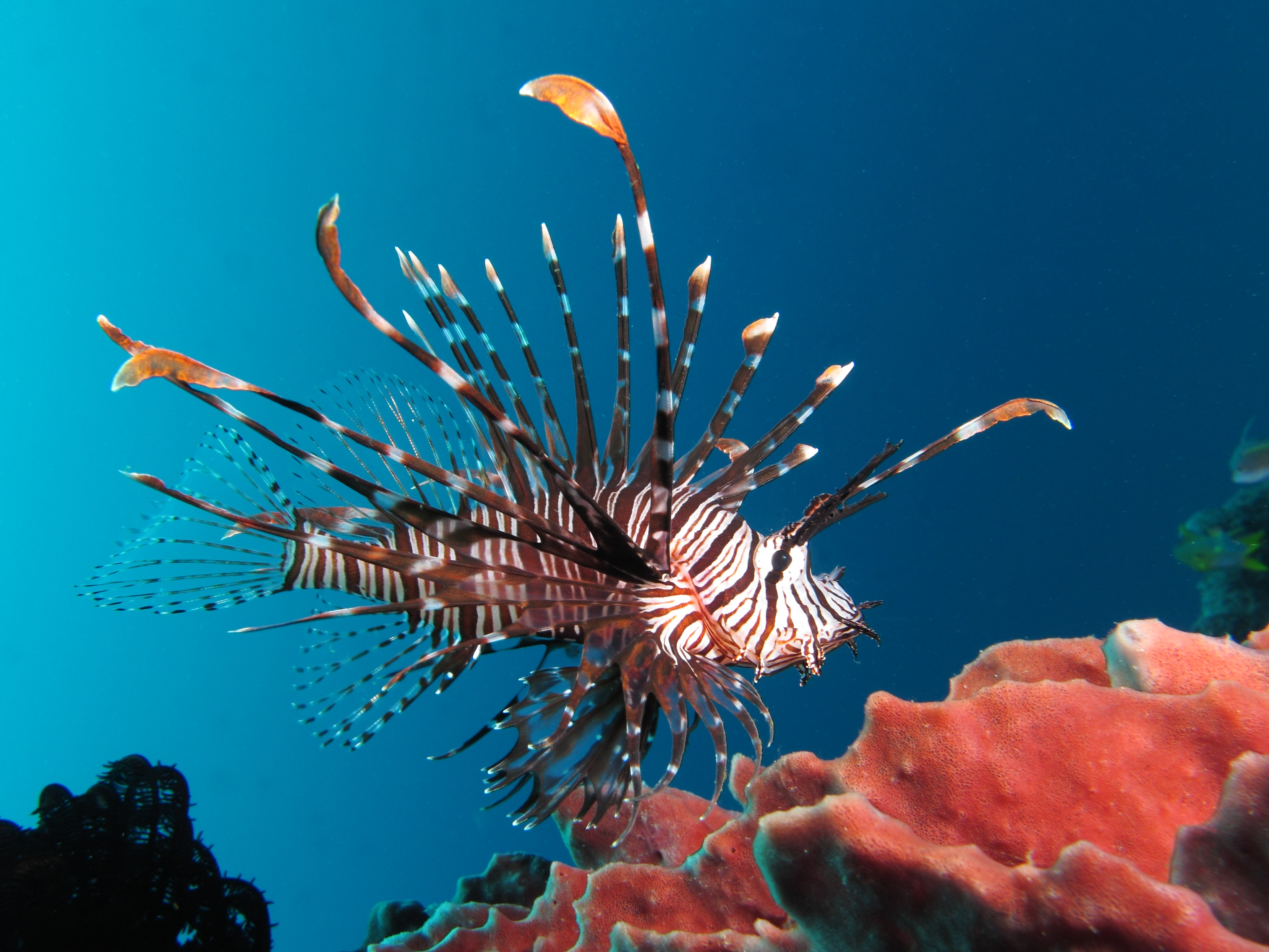 Lionfish Wallpapers