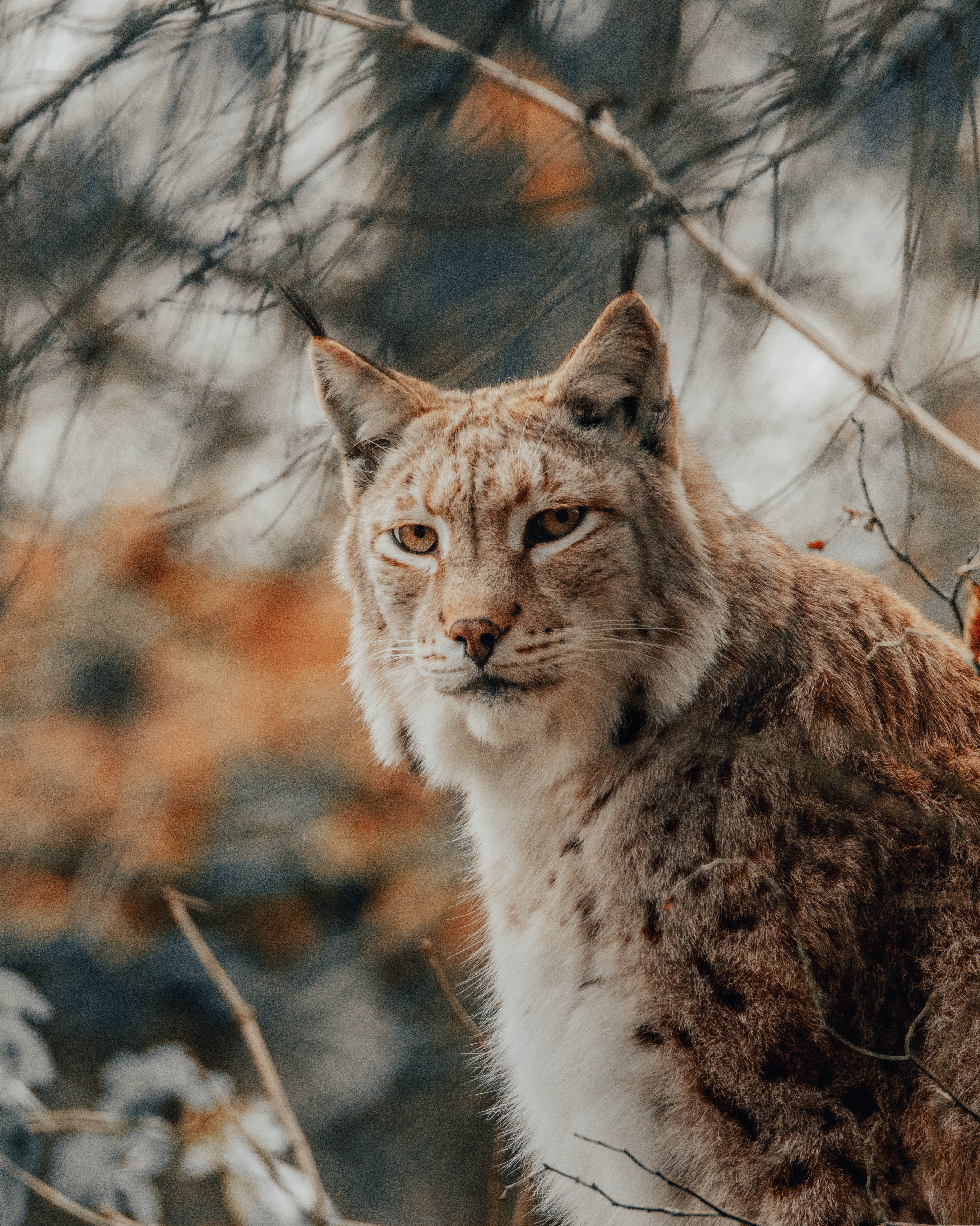 Lynx Wallpapers