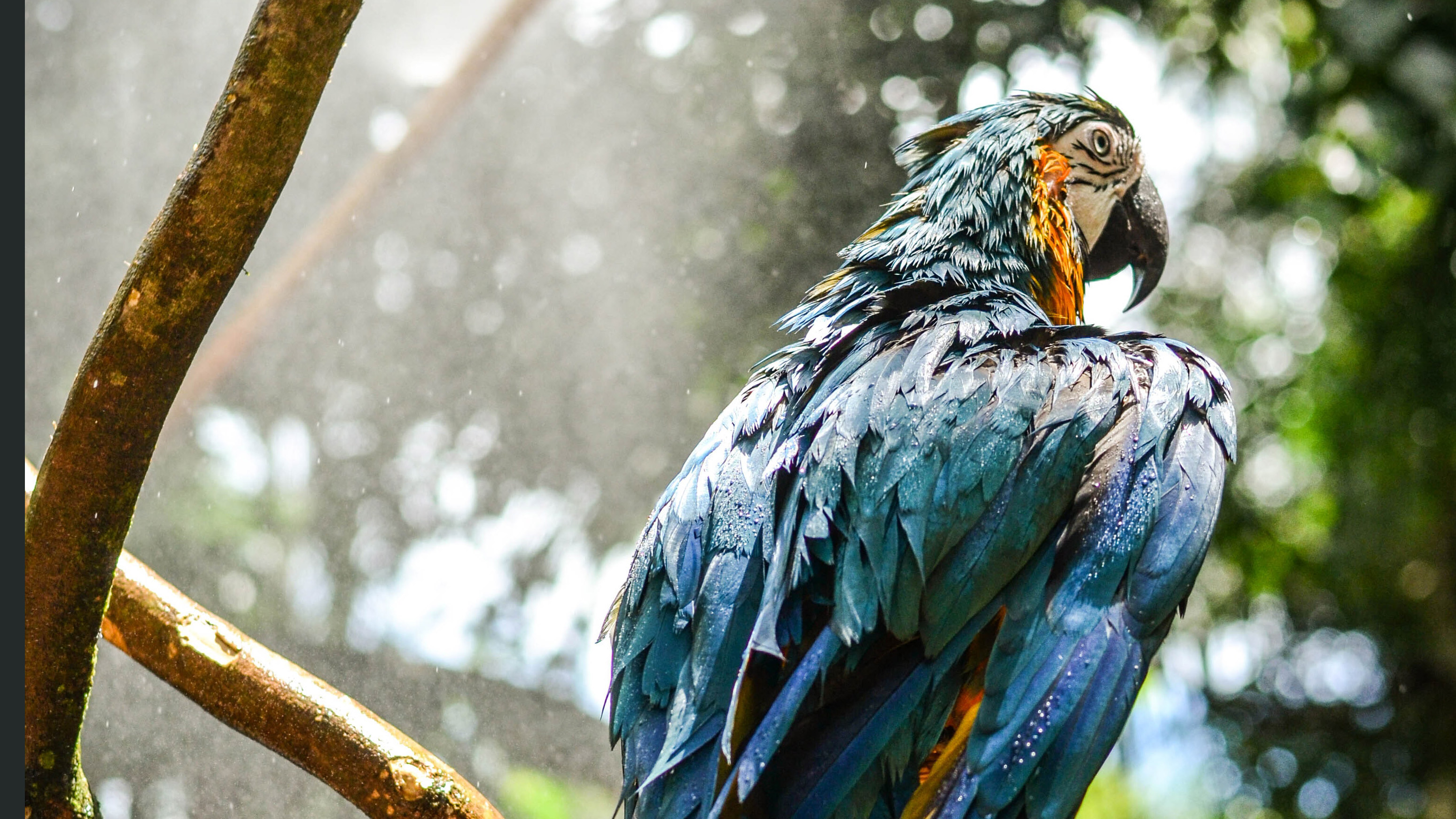 Macaw Wallpapers