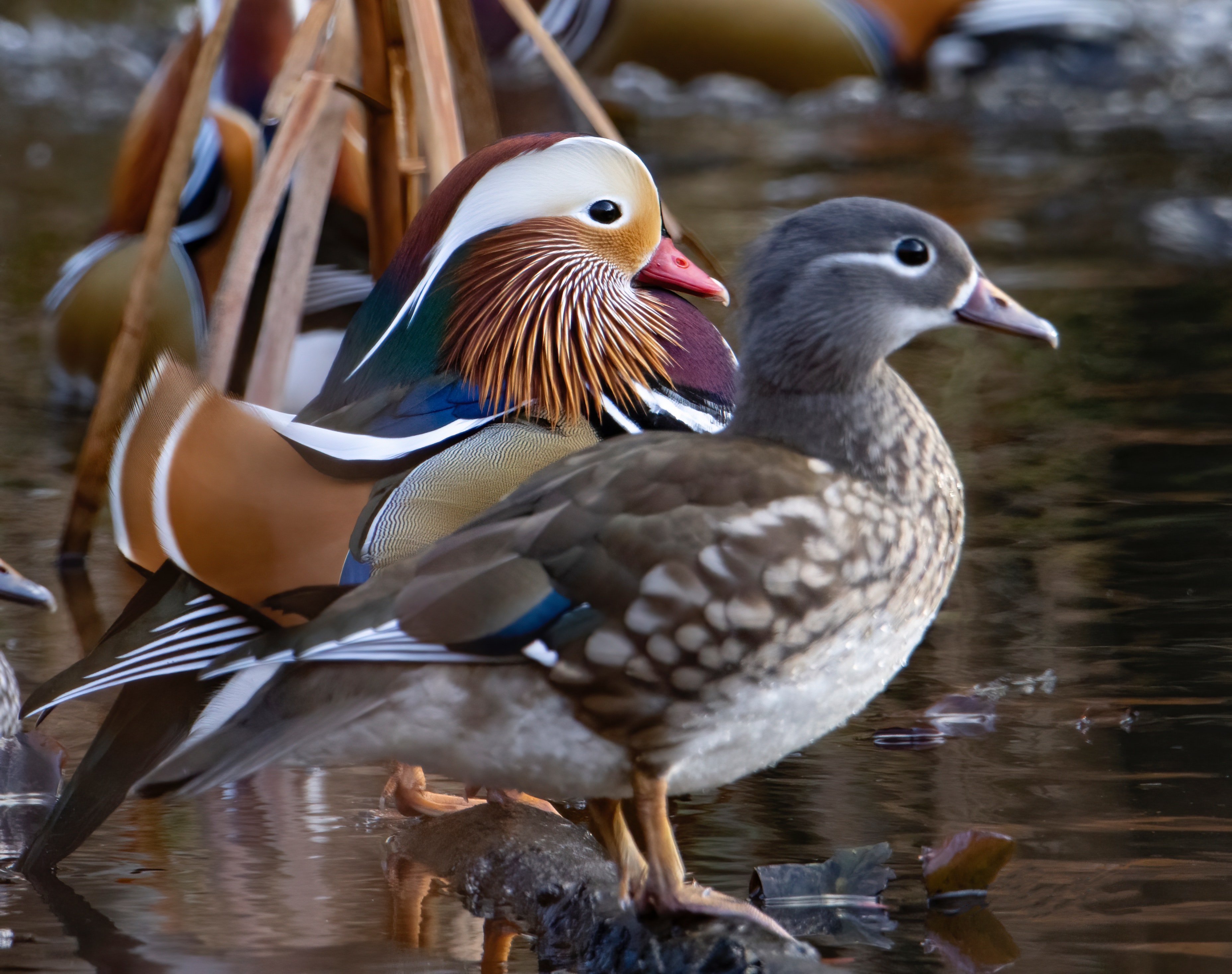 Mandarin Duck Wallpapers