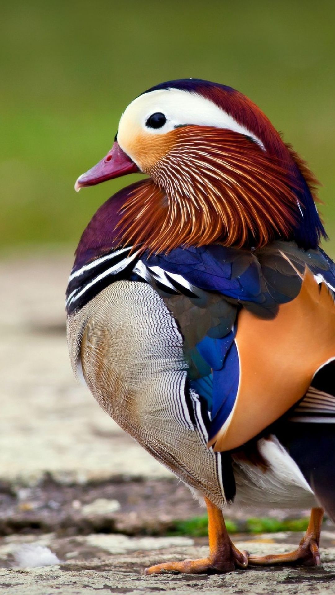 Mandarin Duck Wallpapers