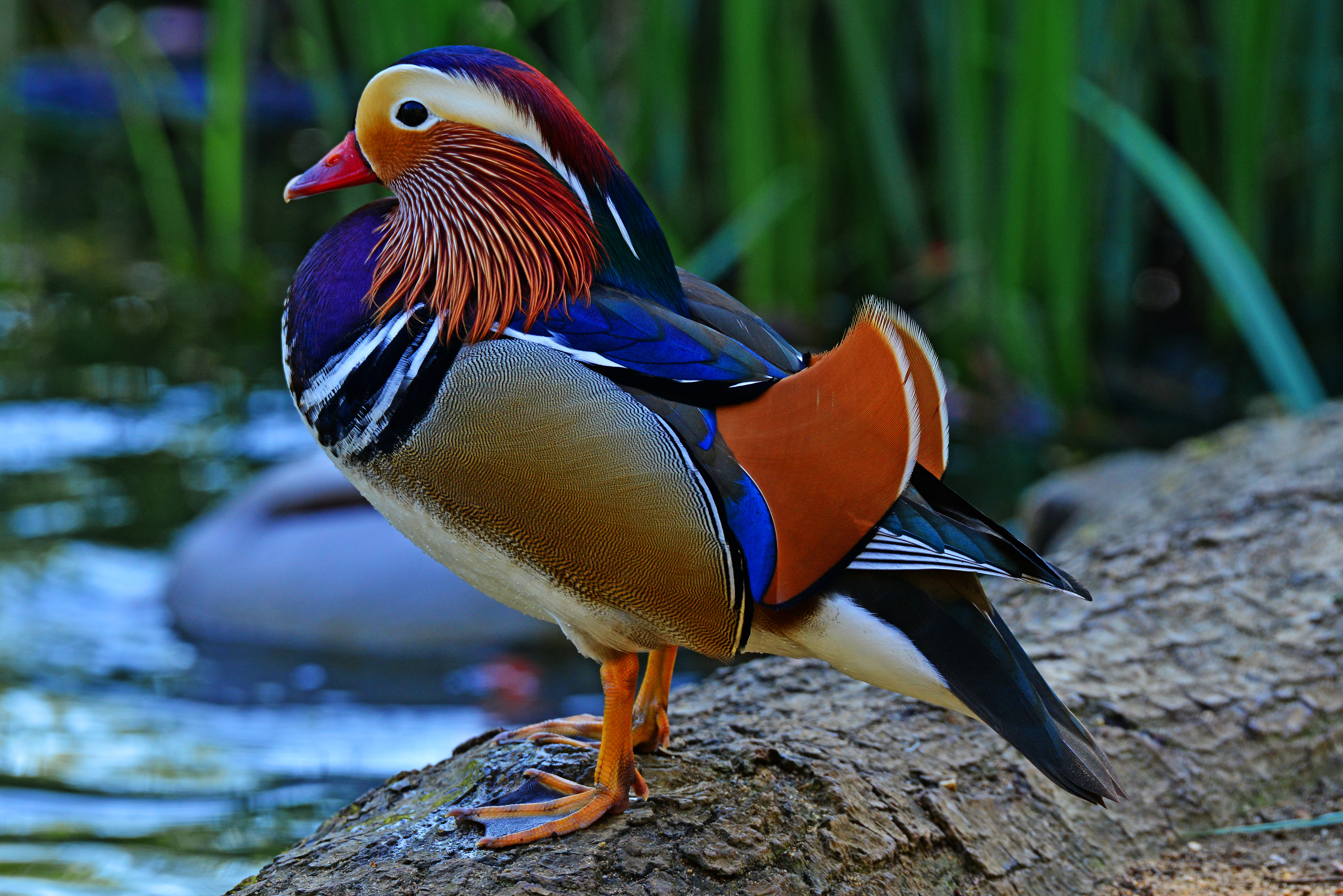 Mandarin Duck Wallpapers