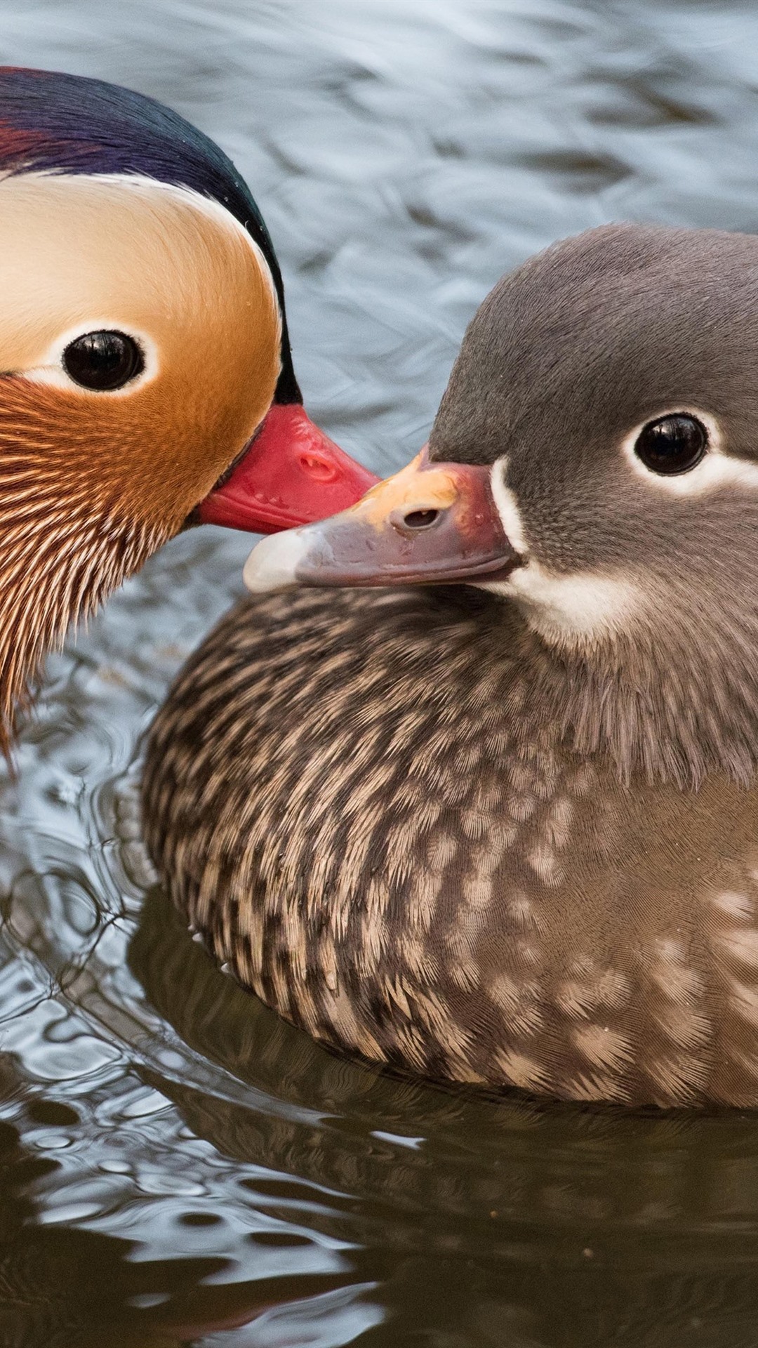 Mandarin Duck Wallpapers