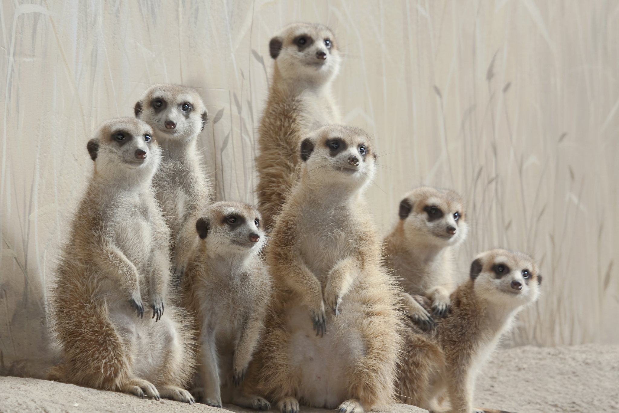 Meerkat Wallpapers