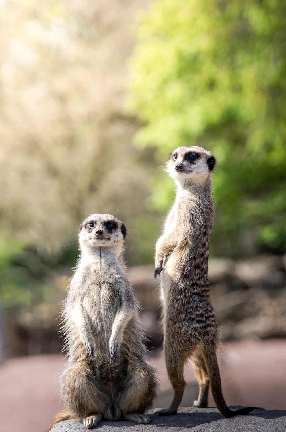 Meerkat Wallpapers