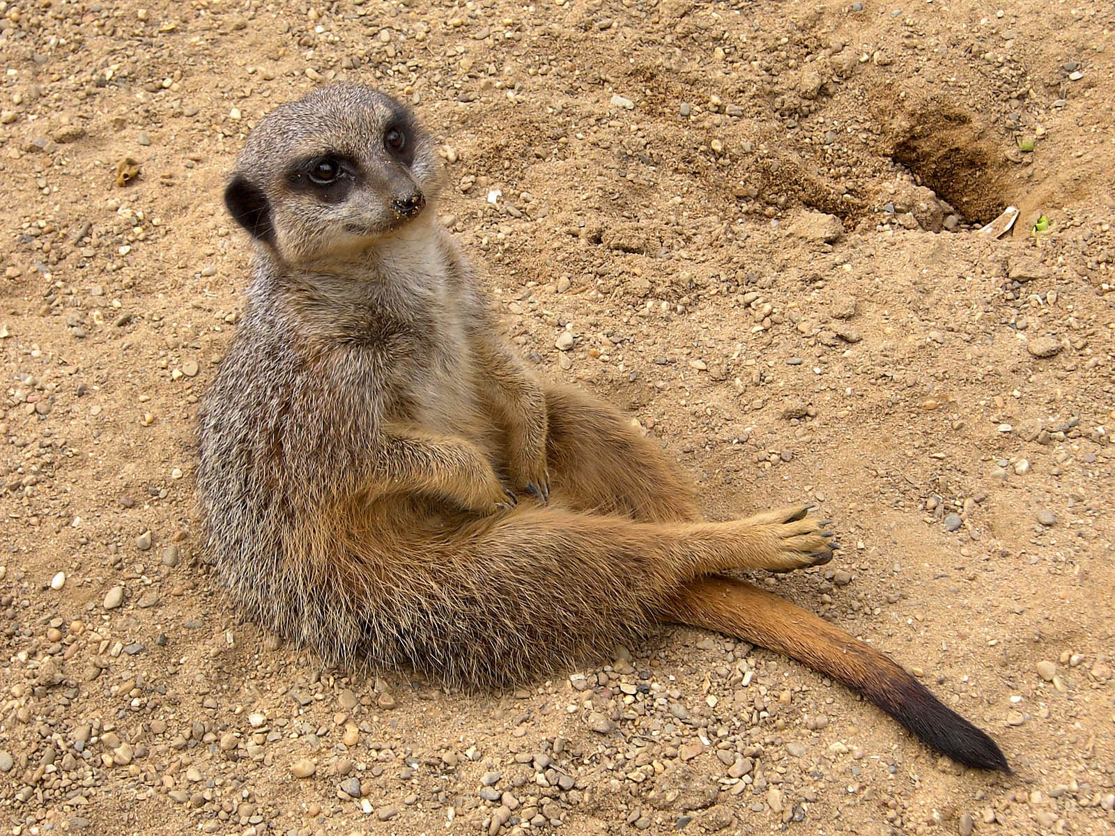 Meerkat Wallpapers