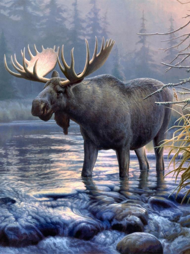 Moose Wallpapers