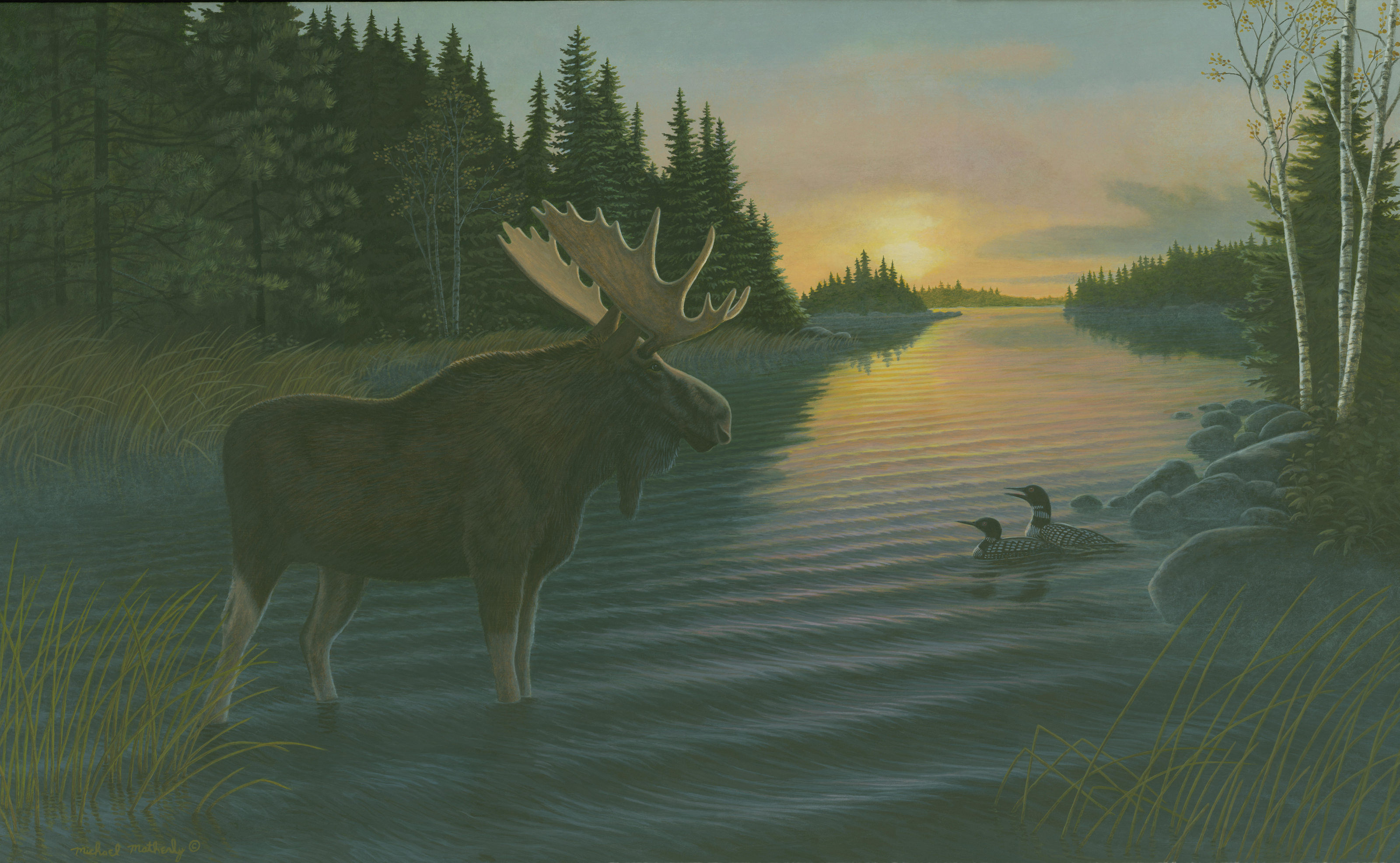 Moose Wallpapers