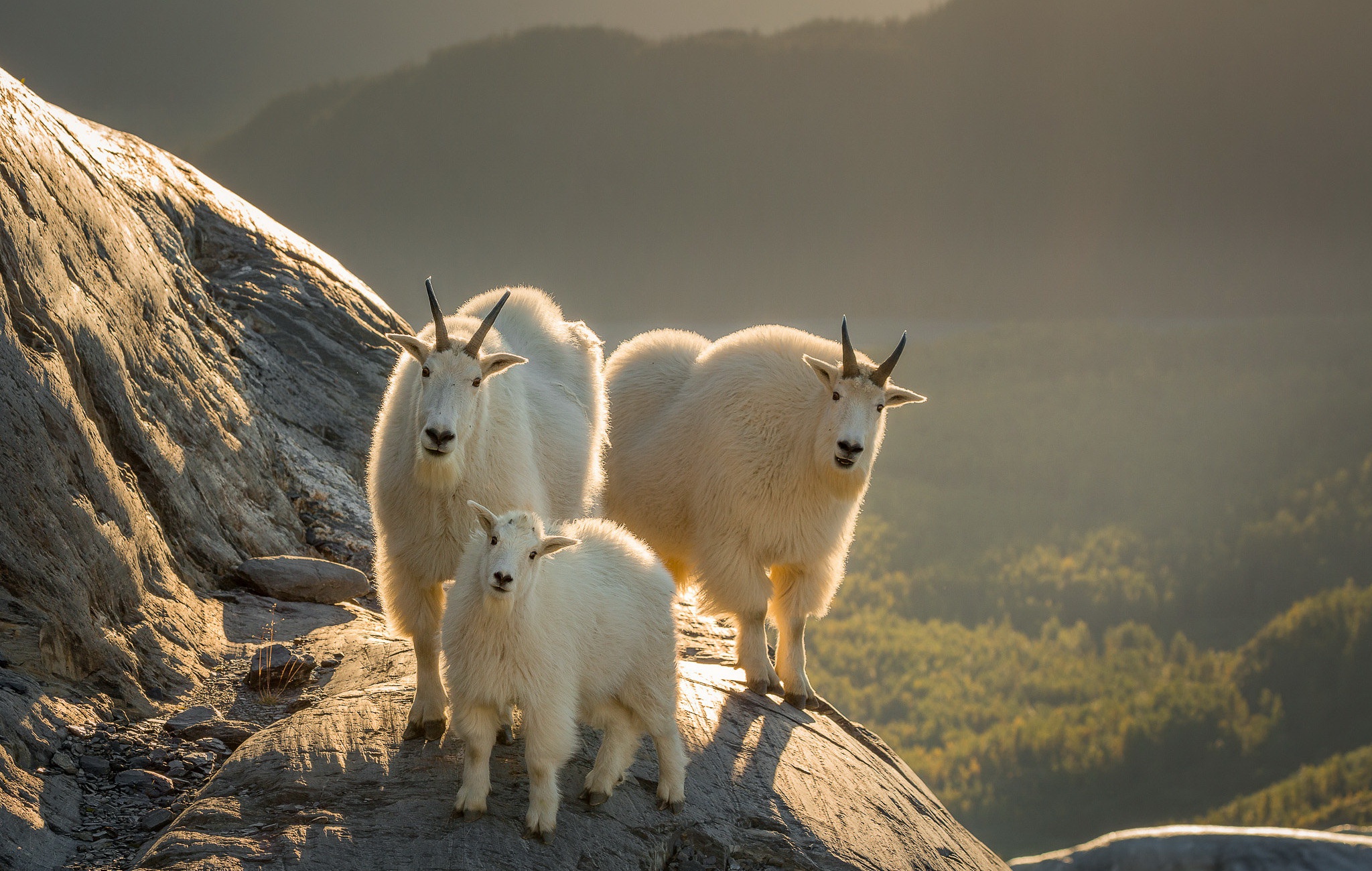 Mountain Goat Wallpapers