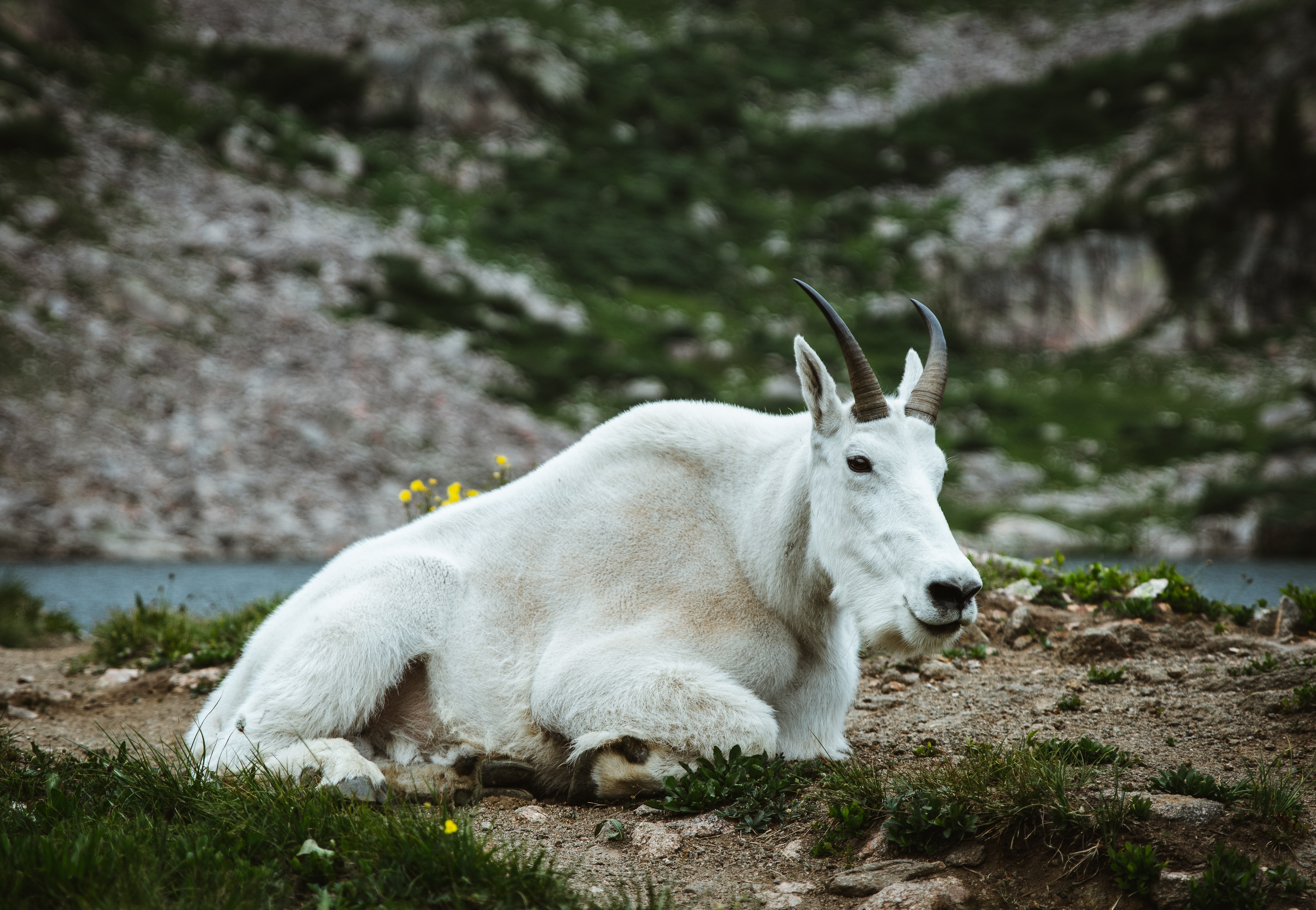 Mountain Goat Wallpapers