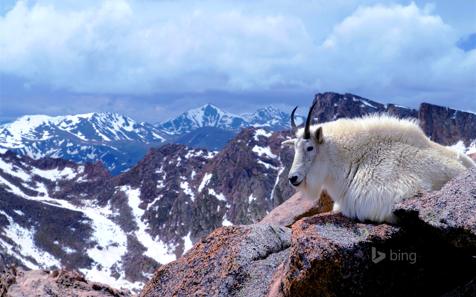 Mountain Goat Wallpapers