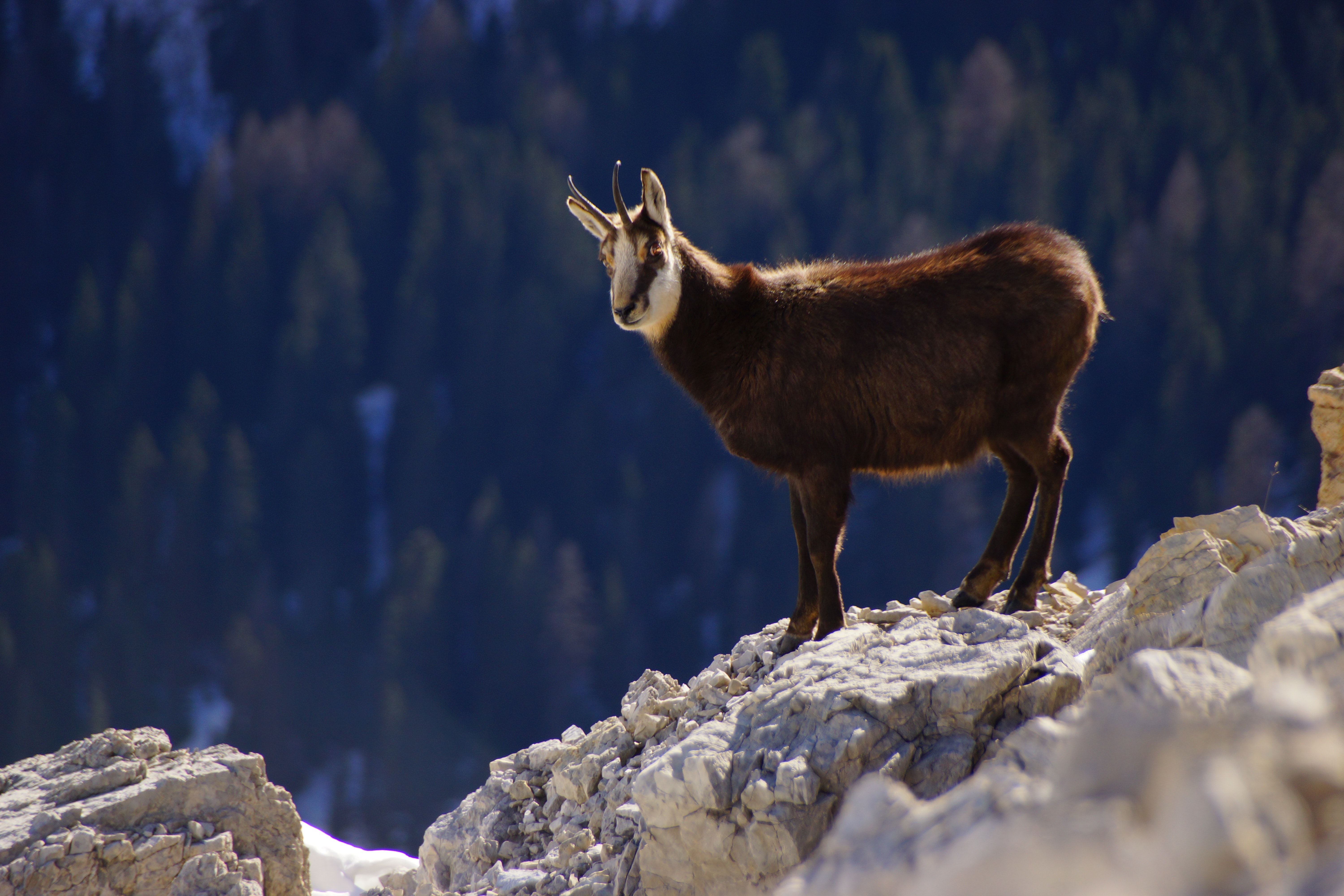 Mountain Goat Wallpapers