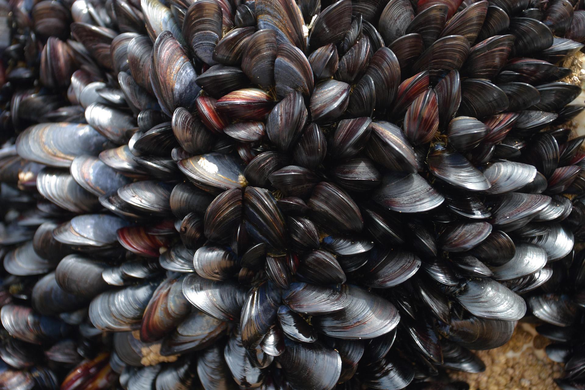 Mussels Wallpapers