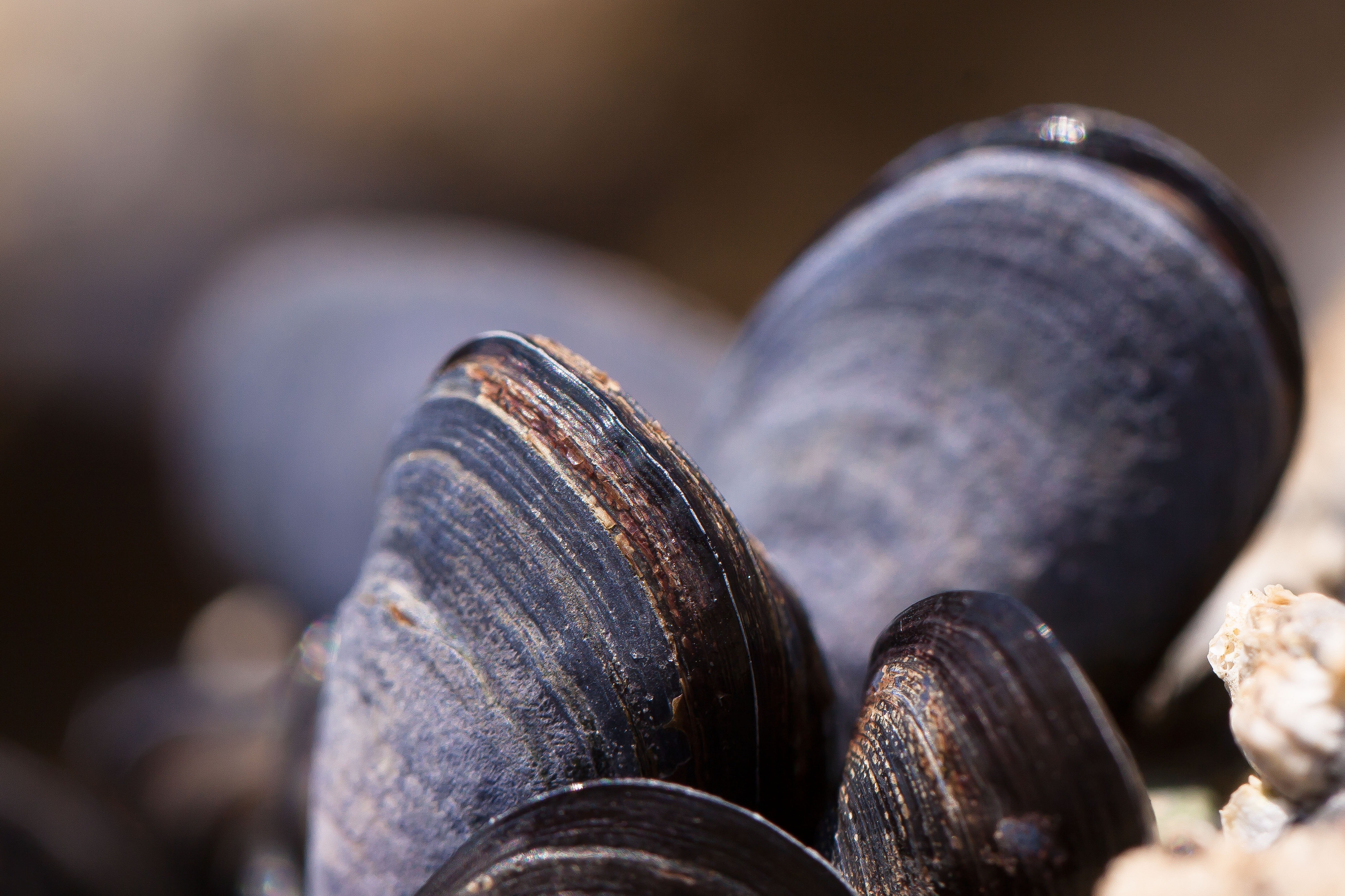 Mussels Wallpapers