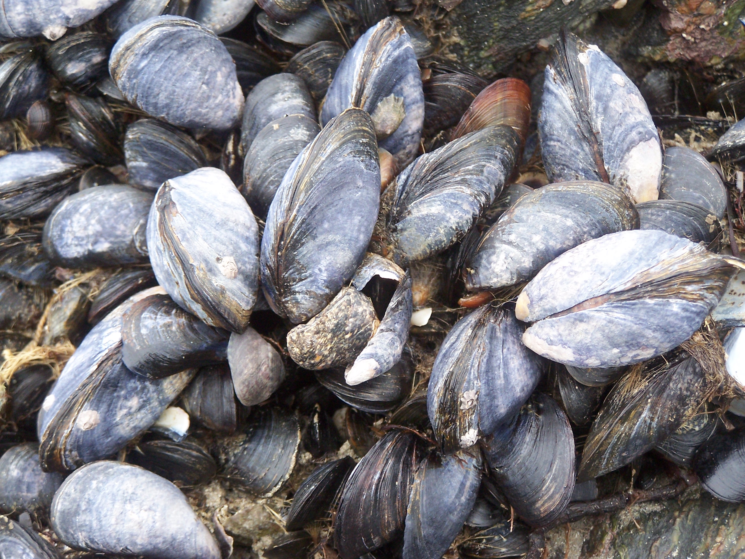 Mussels Wallpapers