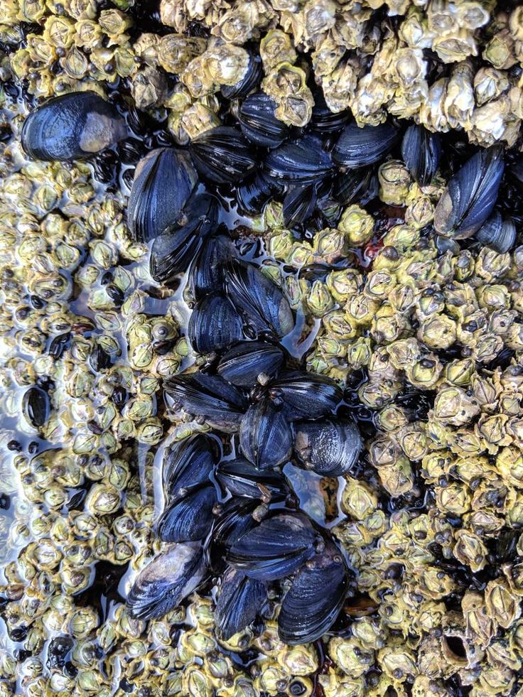 Mussels Wallpapers