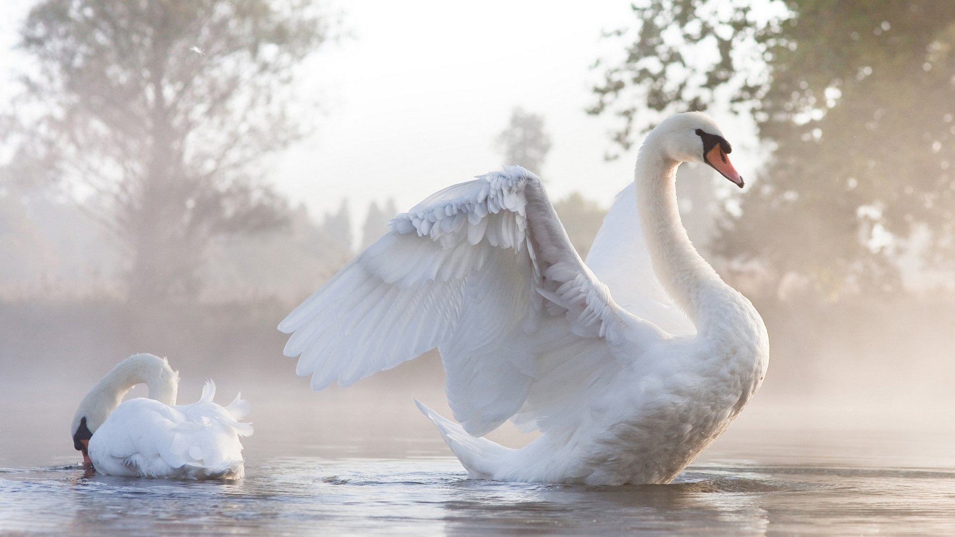 Mute Swan Wallpapers