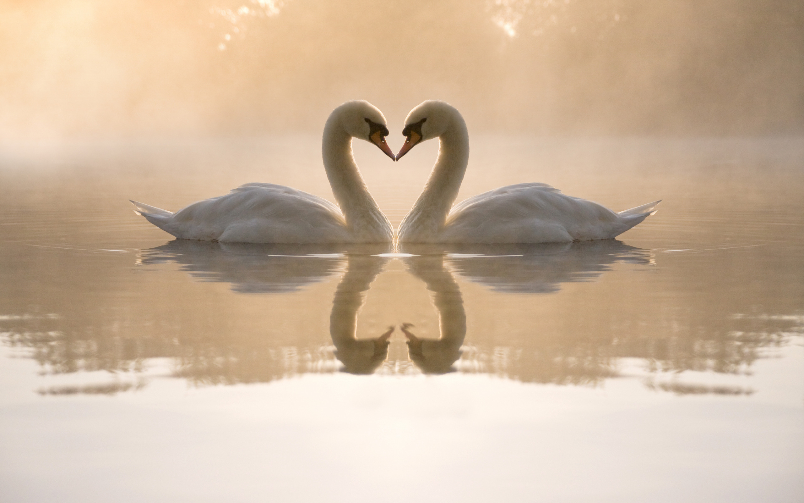 Mute Swan Wallpapers