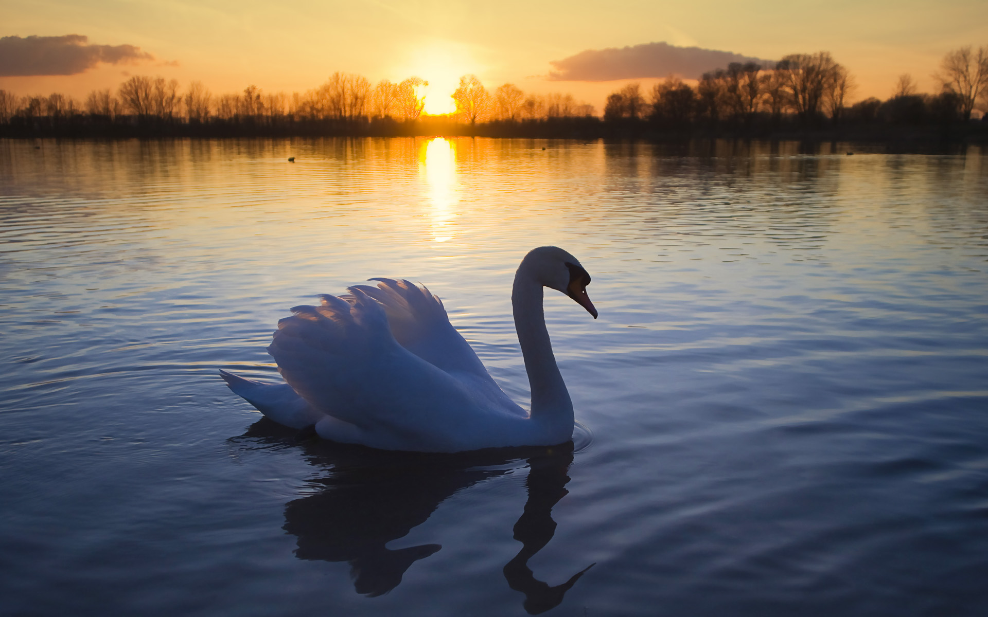 Mute Swan Wallpapers