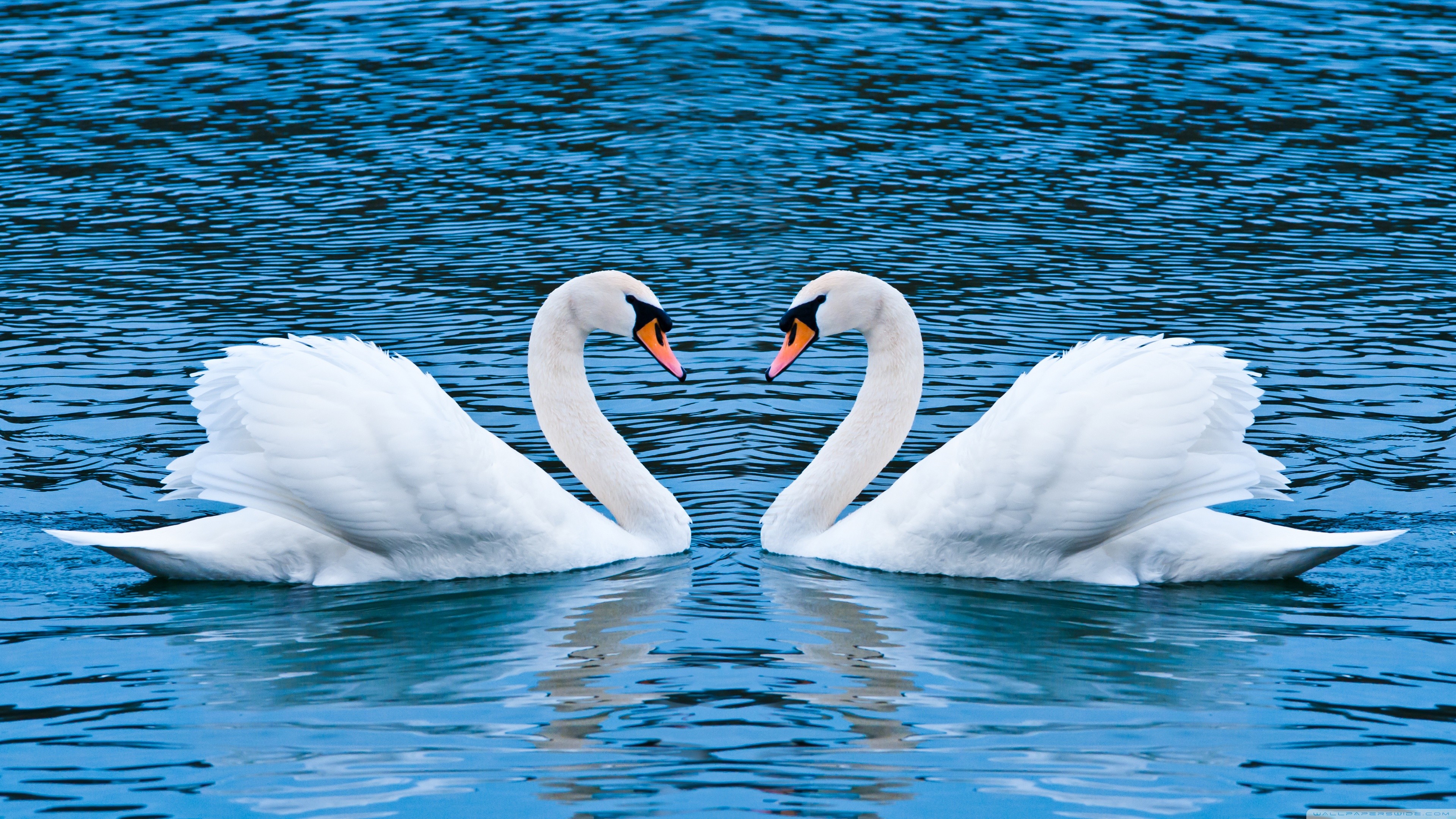 Mute Swan Wallpapers