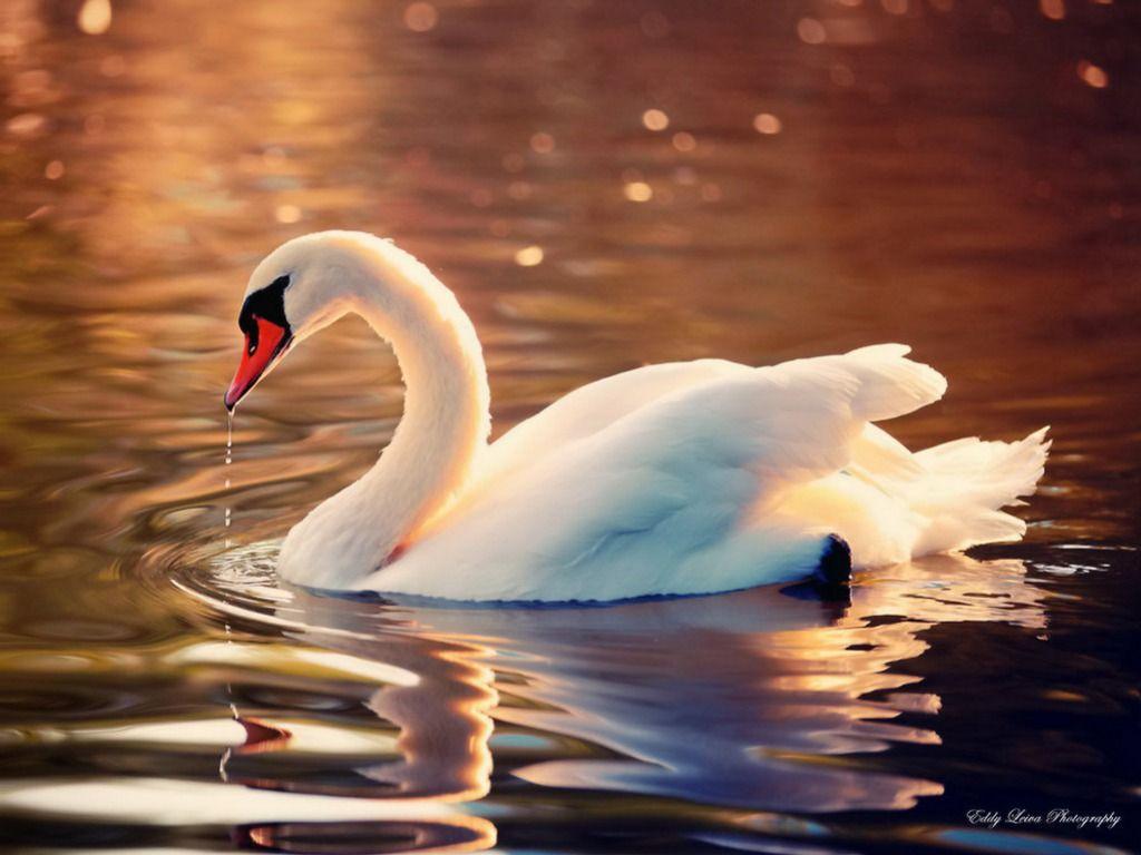 Mute Swan Wallpapers