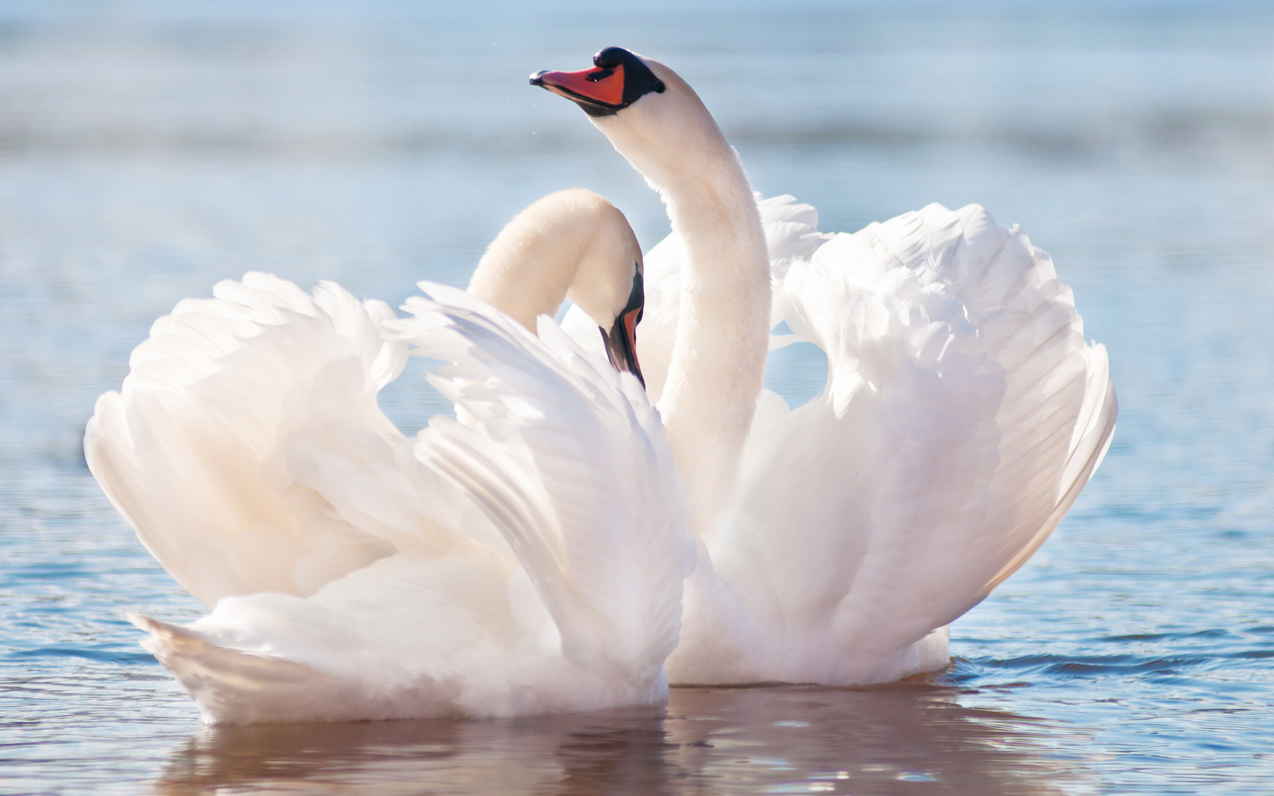 Mute Swan Wallpapers