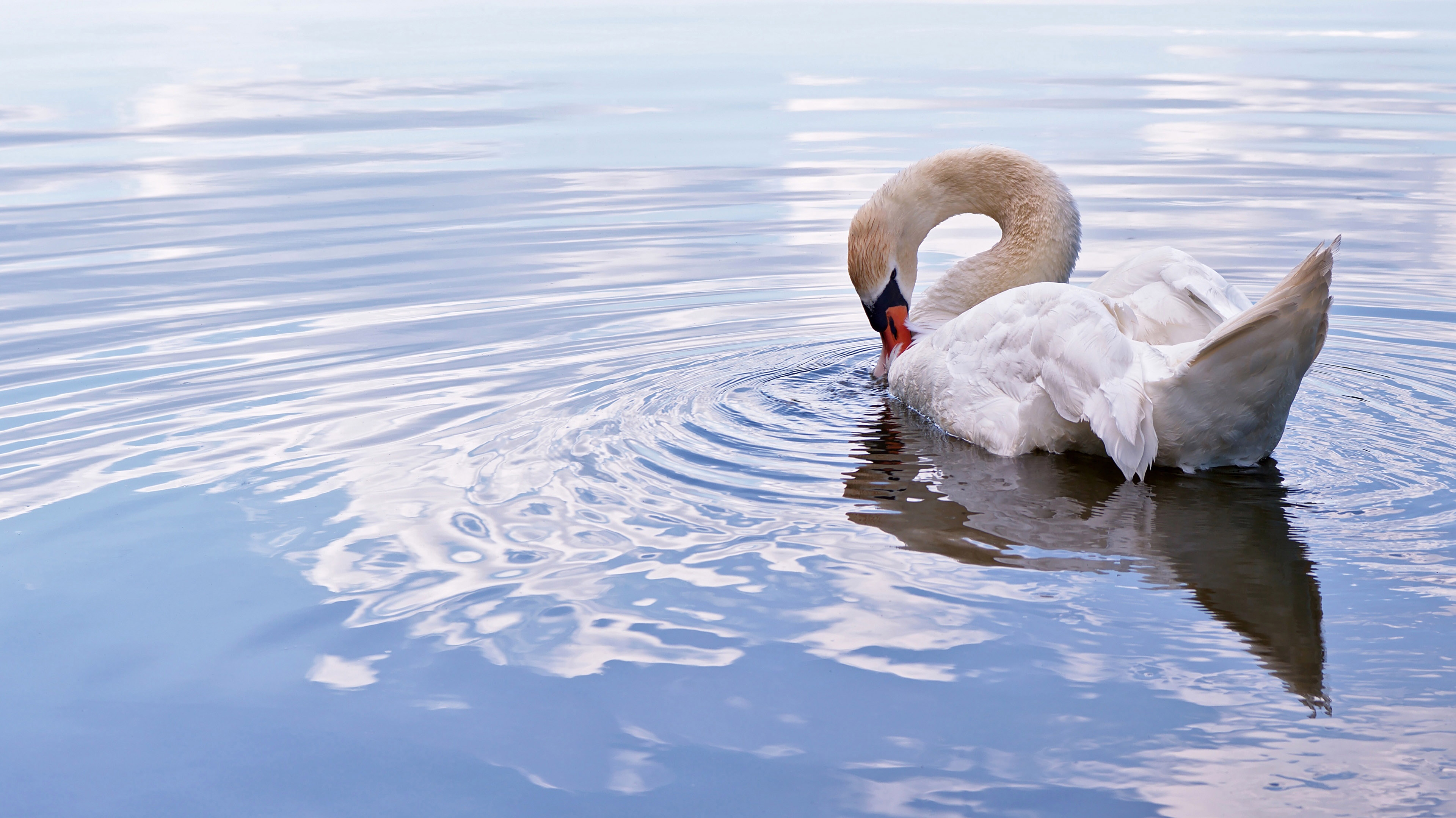 Mute Swan Wallpapers