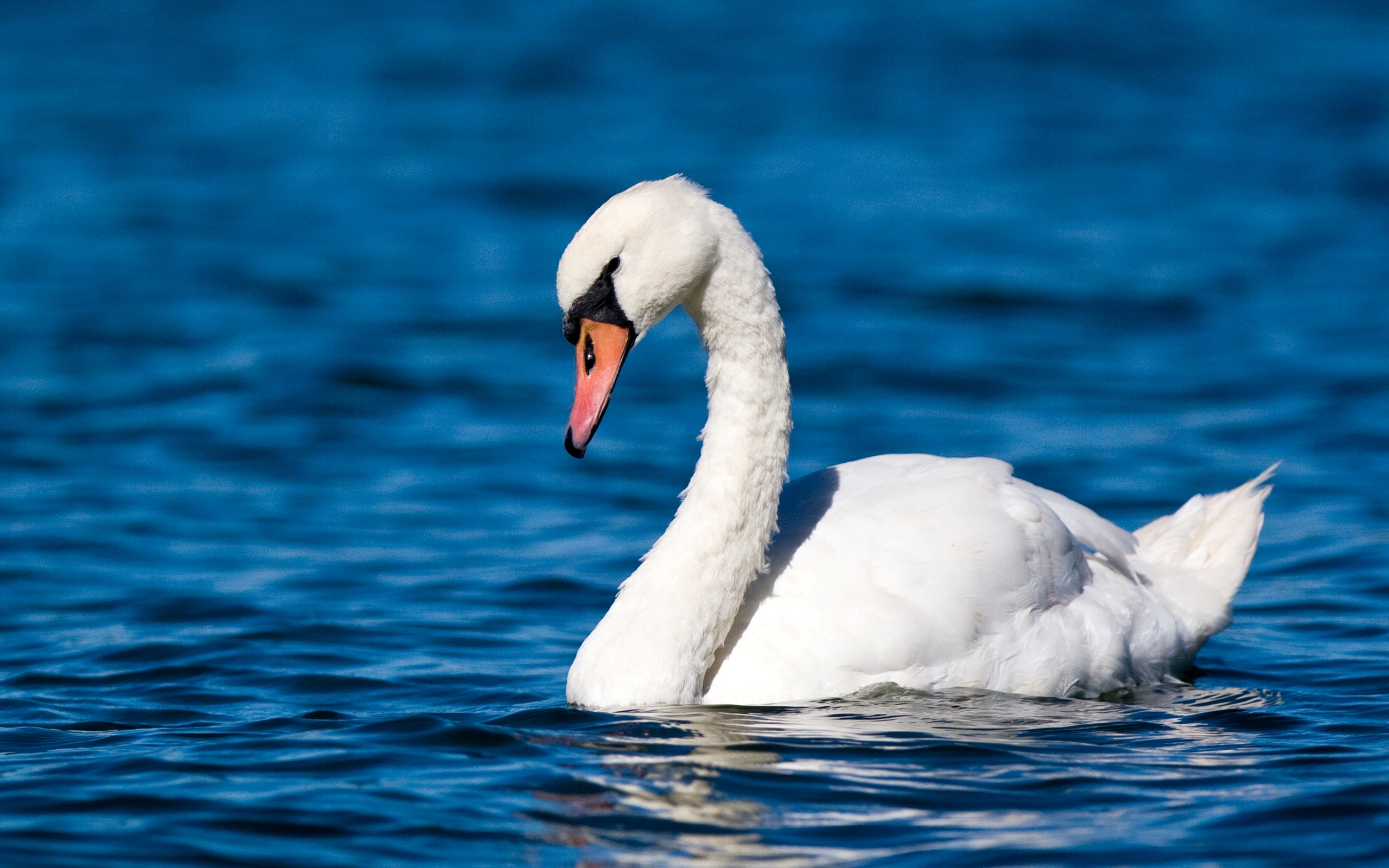 Mute Swan Wallpapers