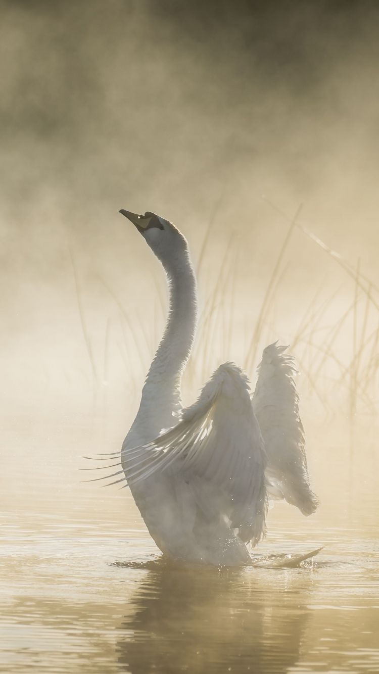 Mute Swan Wallpapers