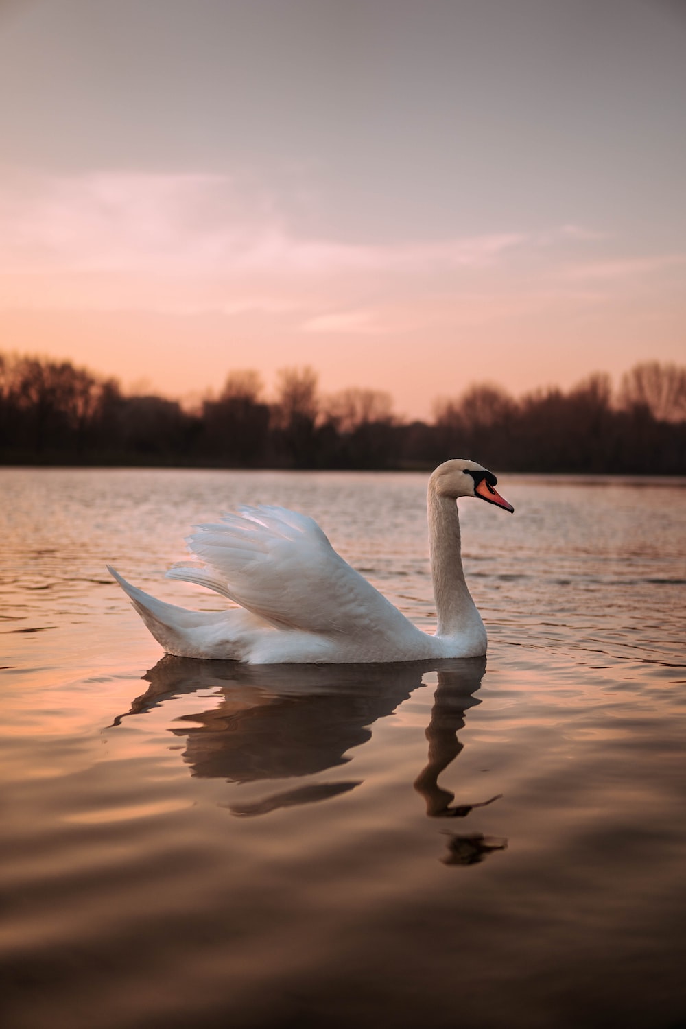 Mute Swan Wallpapers