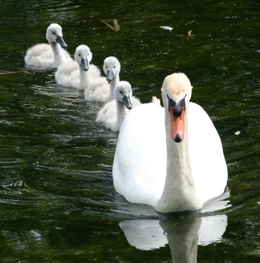 Mute Swan Wallpapers