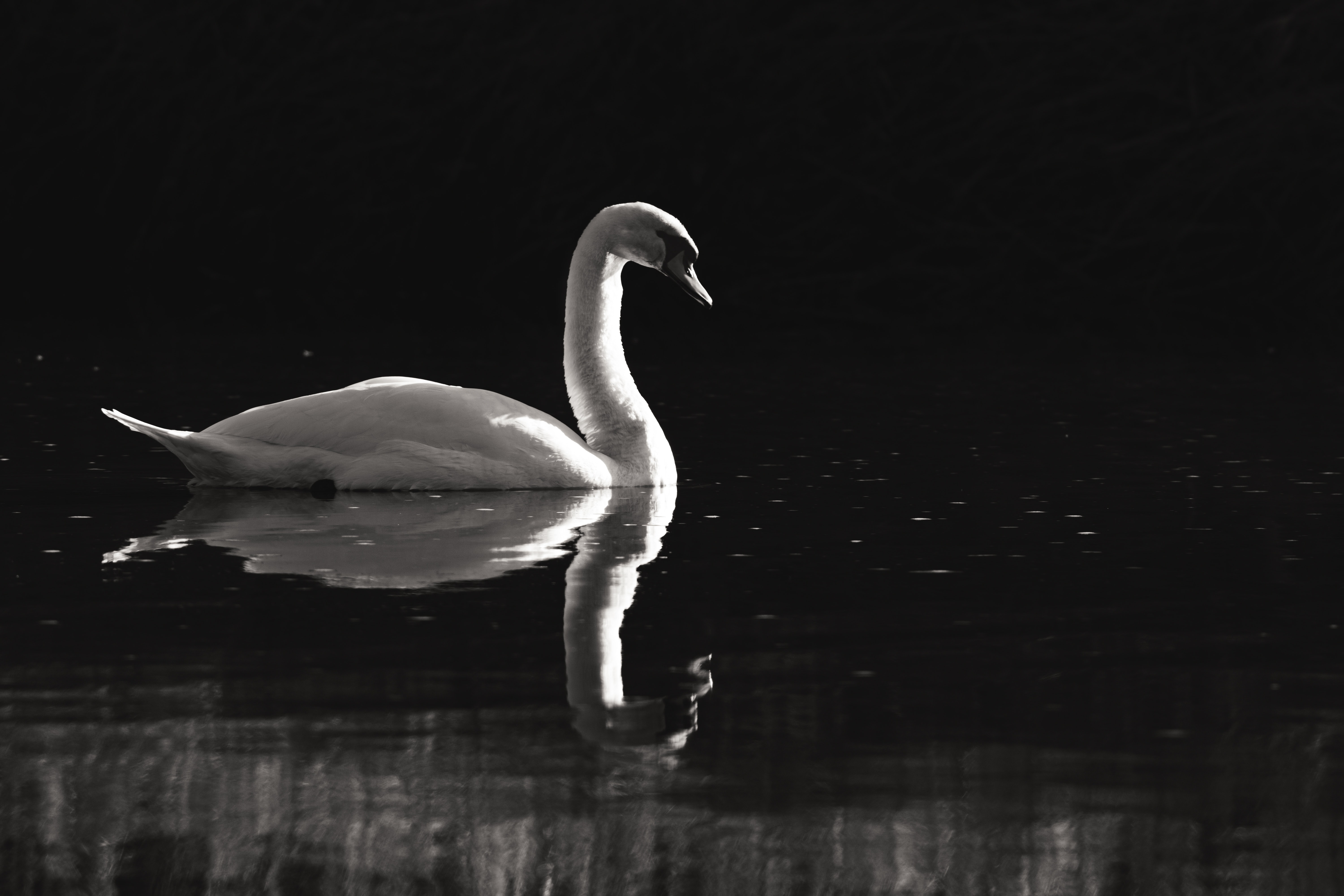 Mute Swan Wallpapers