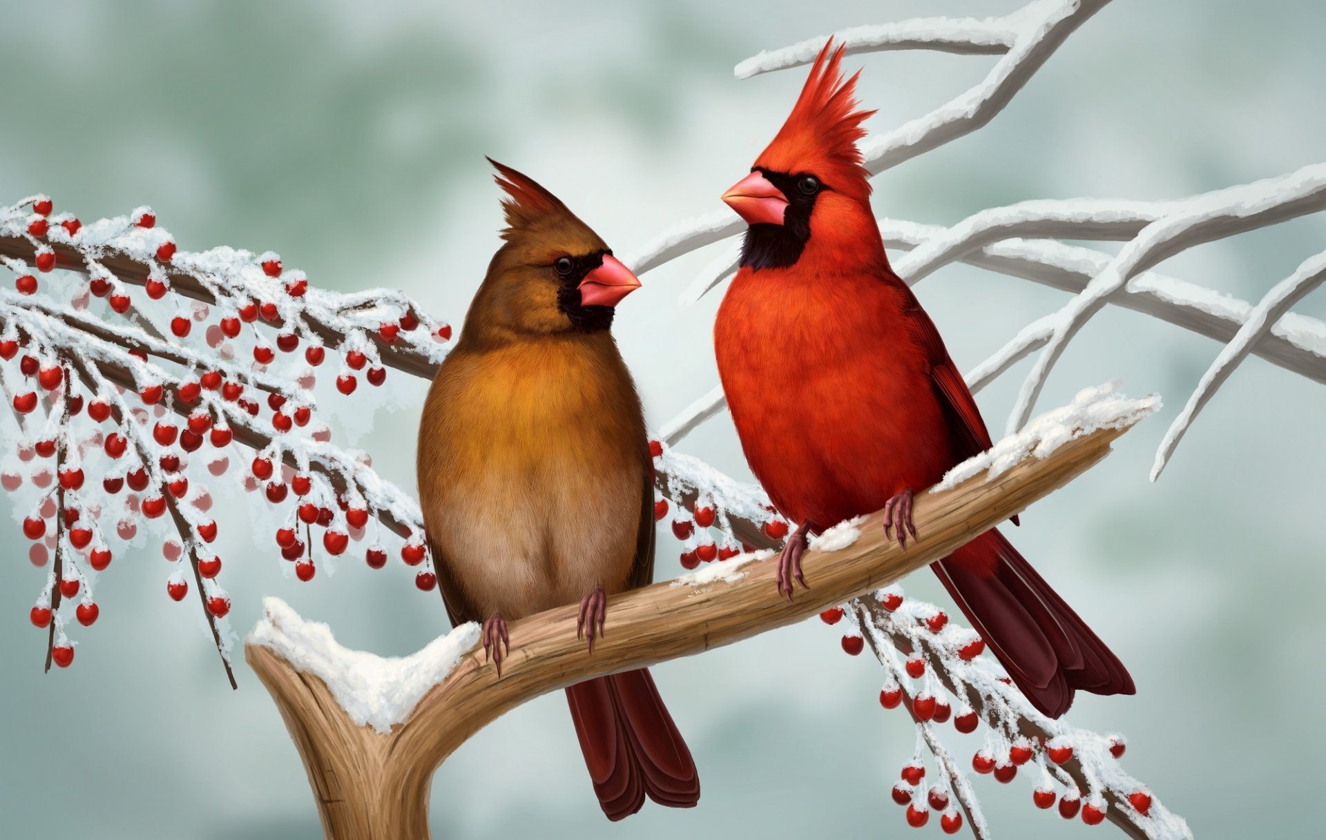 Northern Cardinal Wallpapers