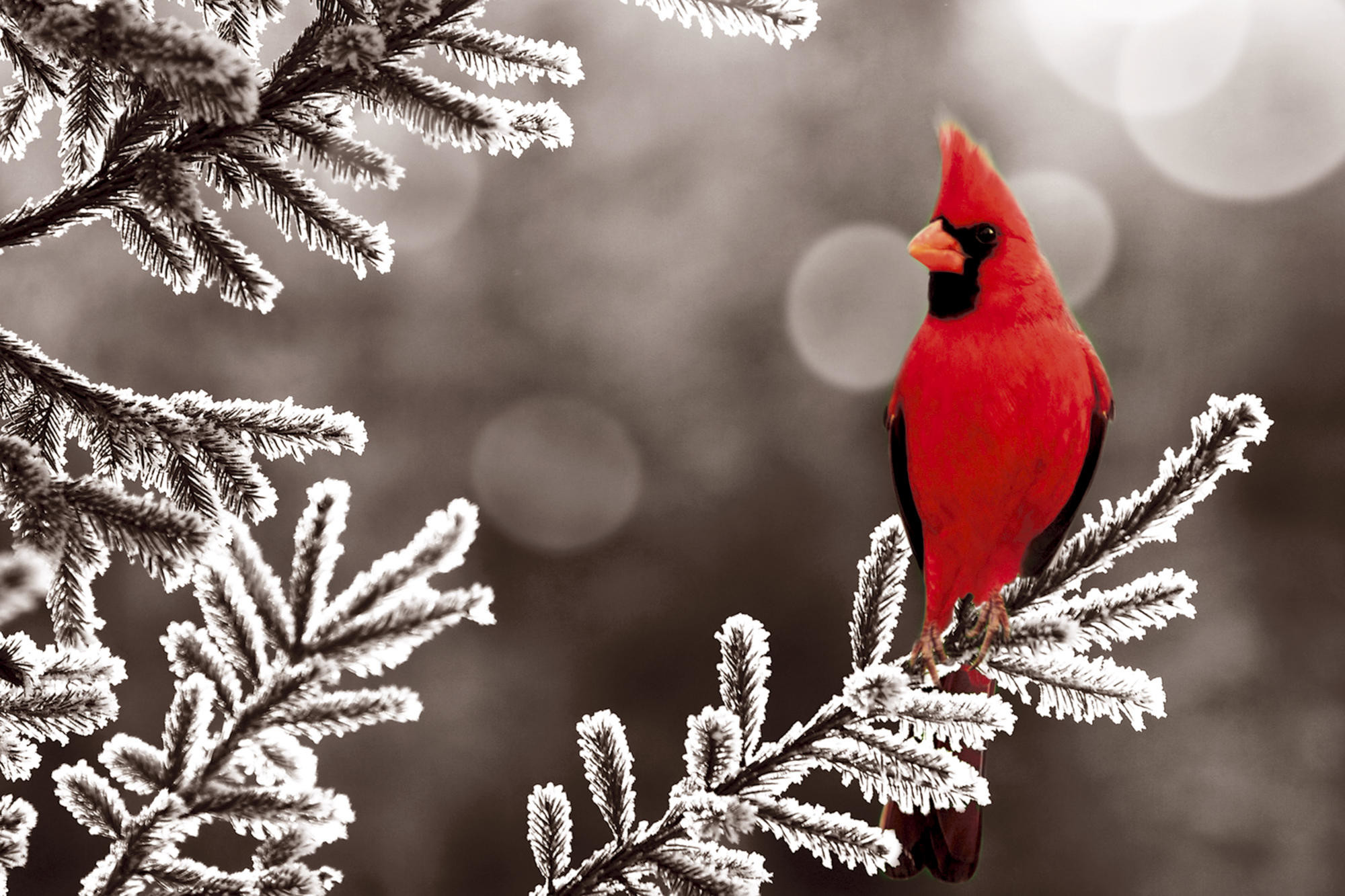 Northern Cardinal Wallpapers