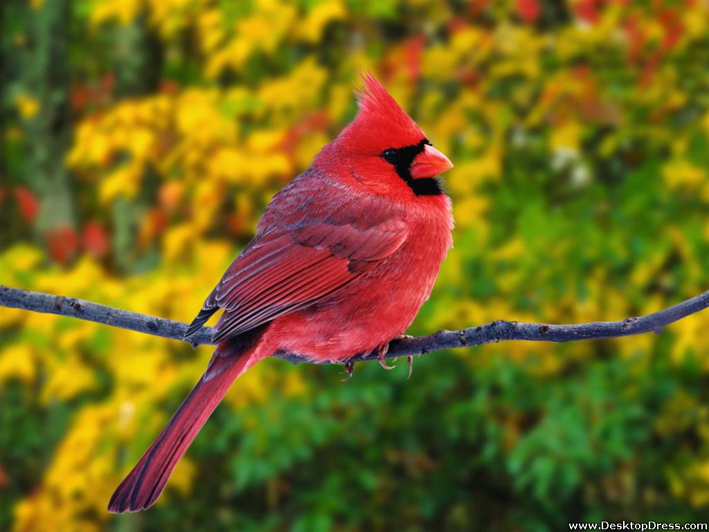 Northern Cardinal Wallpapers