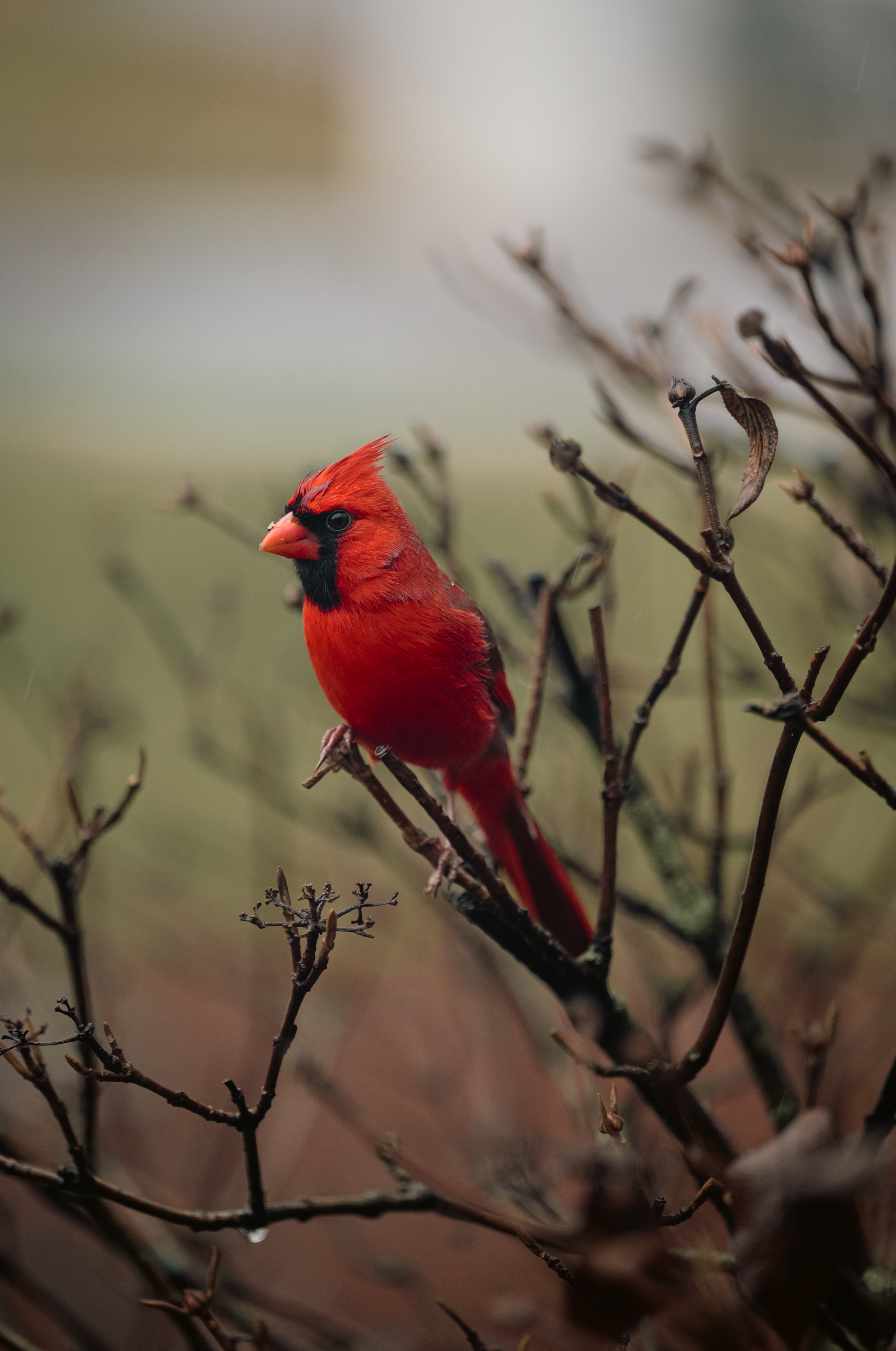 Northern Cardinal Wallpapers