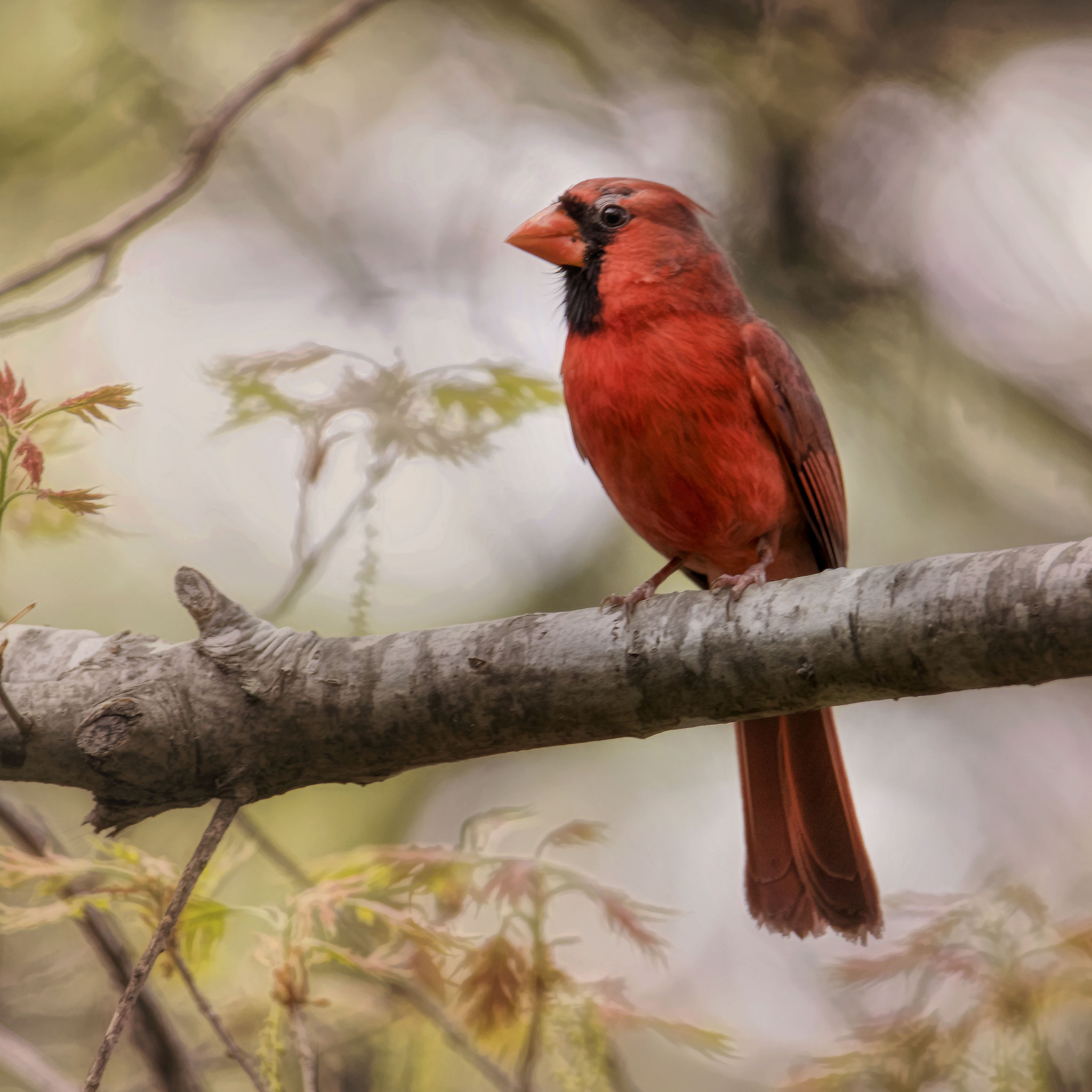 Northern Cardinal Wallpapers