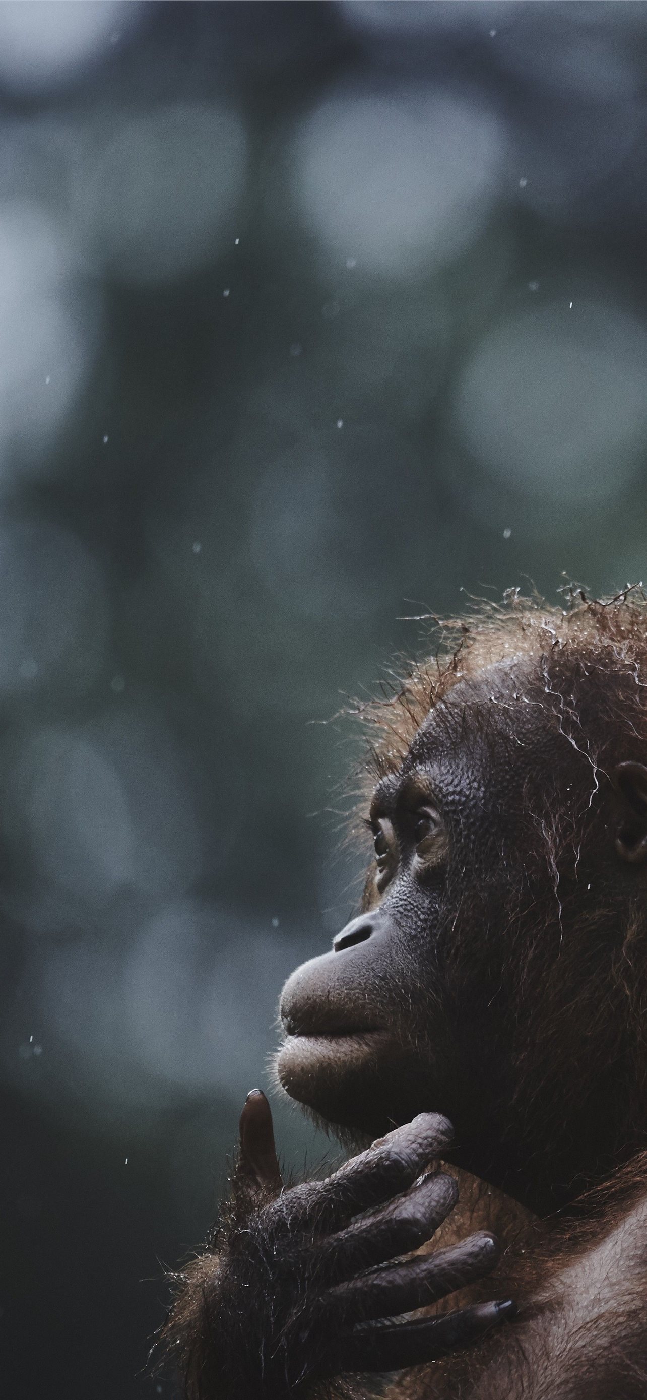 Orangutan Wallpapers